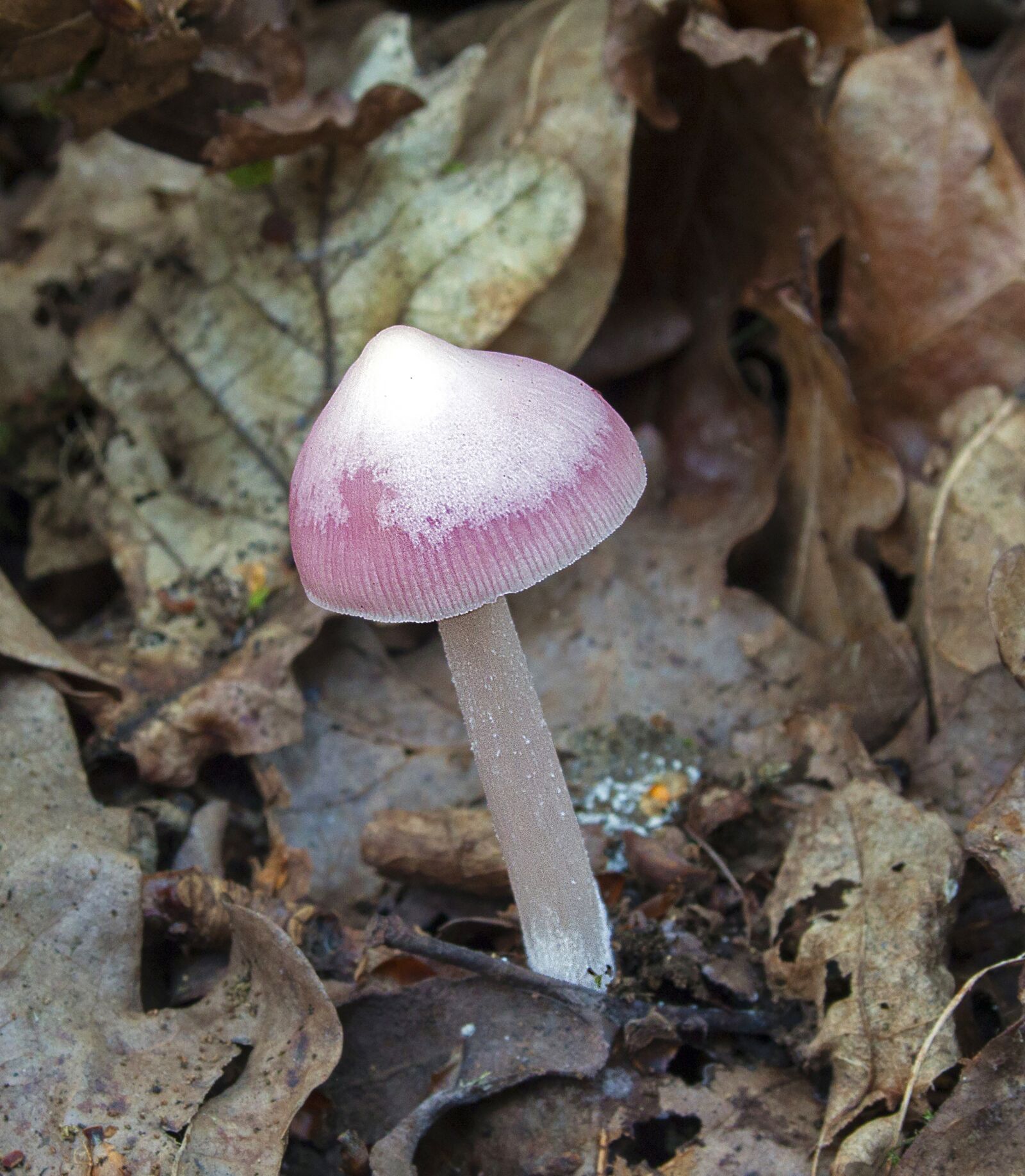 Canon EOS 500D (EOS Rebel T1i / EOS Kiss X3) + Canon EF-S 18-55mm F3.5-5.6 II sample photo. Pink bonnet, mushroom, toadstool photography