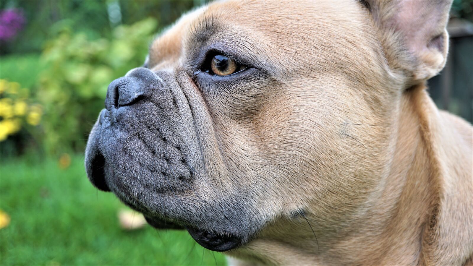 Sony E 30mm F3.5 Macro sample photo. Close up, dog, iris photography
