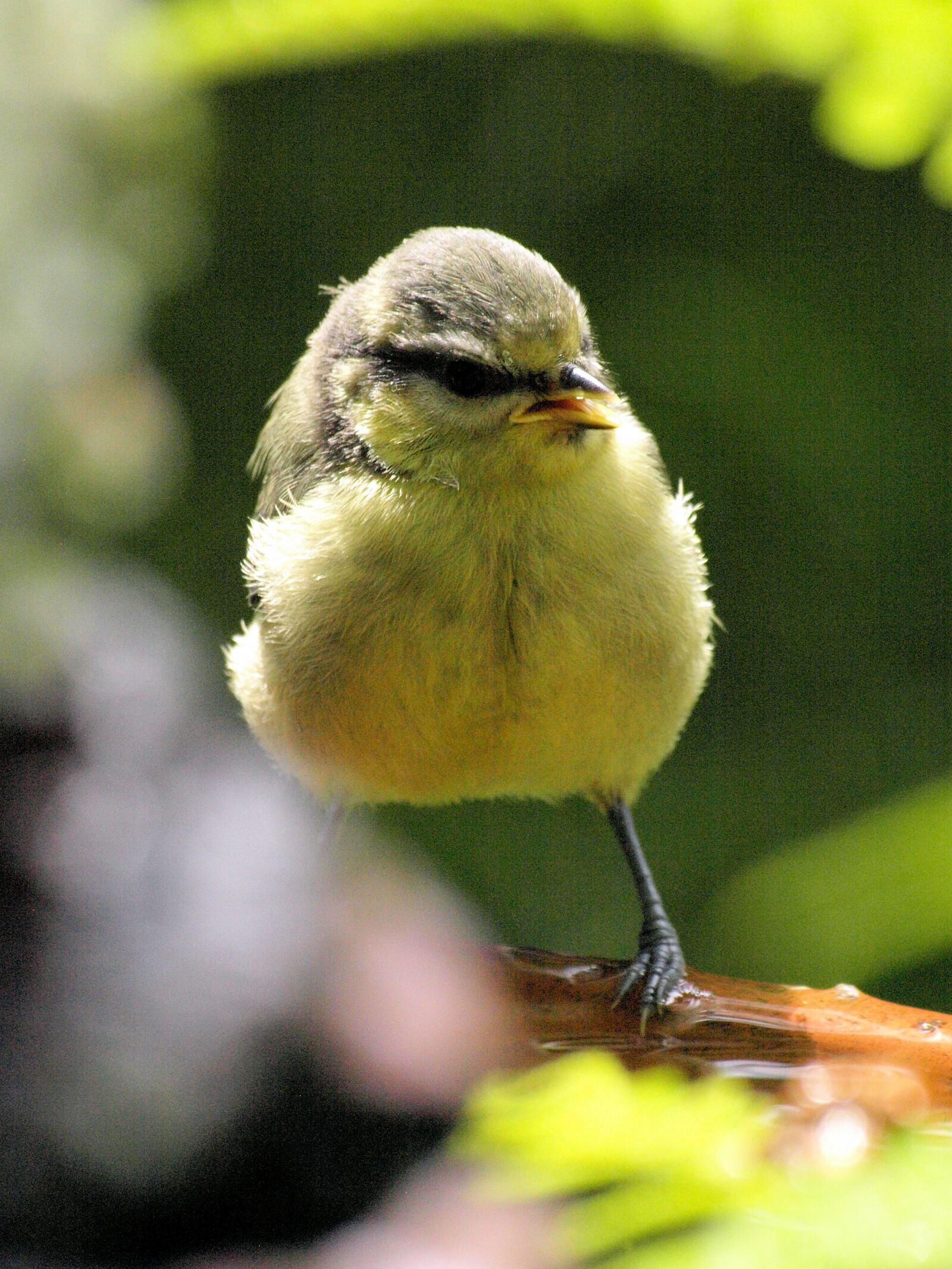 Olympus E-510 (EVOLT E-510) sample photo. Bird, blue tit, nature photography