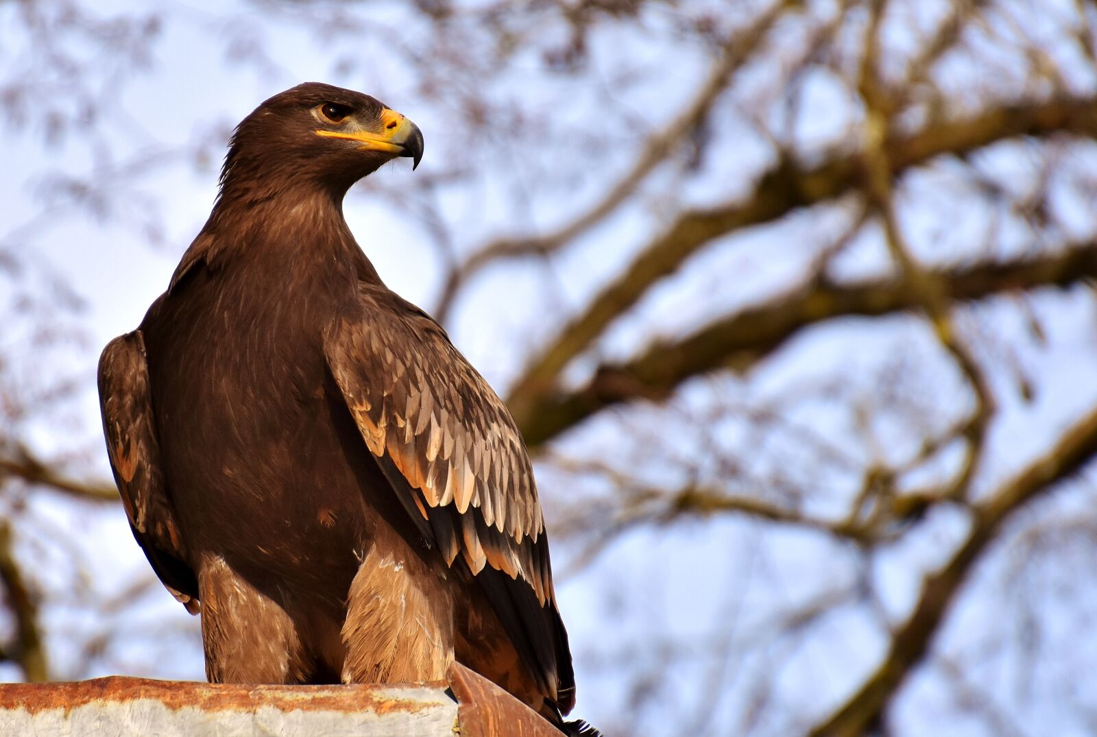 Nikon D7200 sample photo. Adler, raptor, bird of photography
