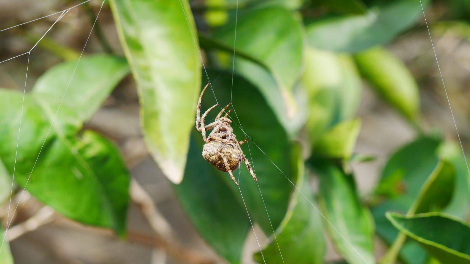 Panasonic Lumix DMC-GX85 (Lumix DMC-GX80 / Lumix DMC-GX7 Mark II) sample photo. Spider, cobweb, araneus photography
