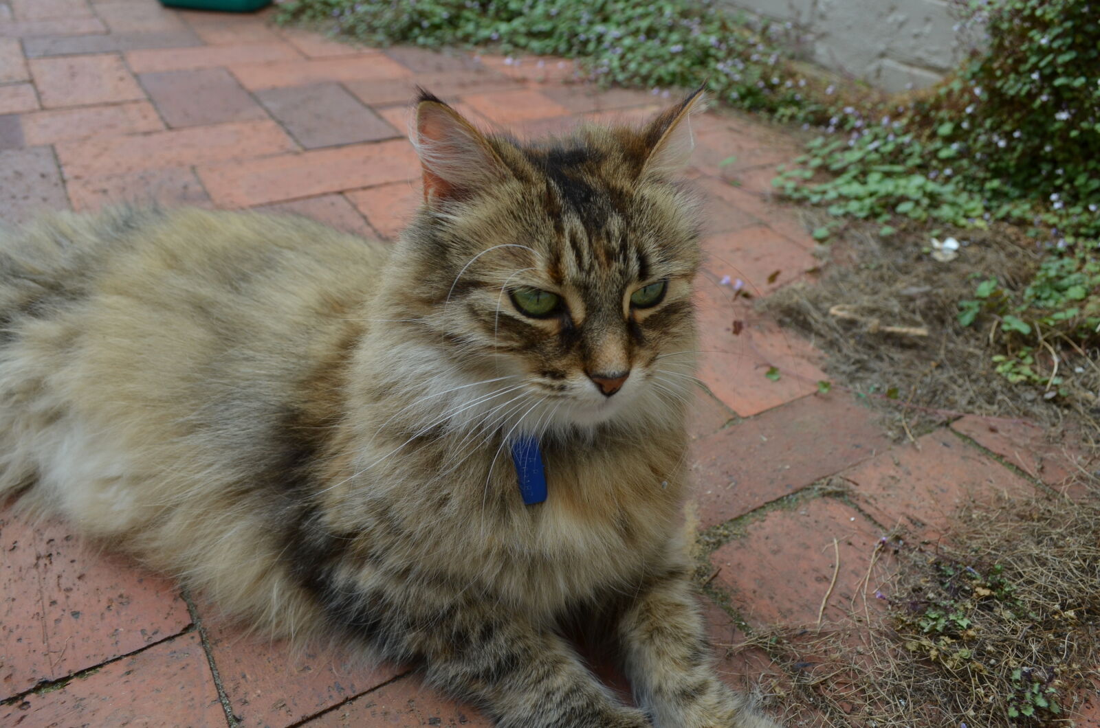 Nikon D5100 sample photo