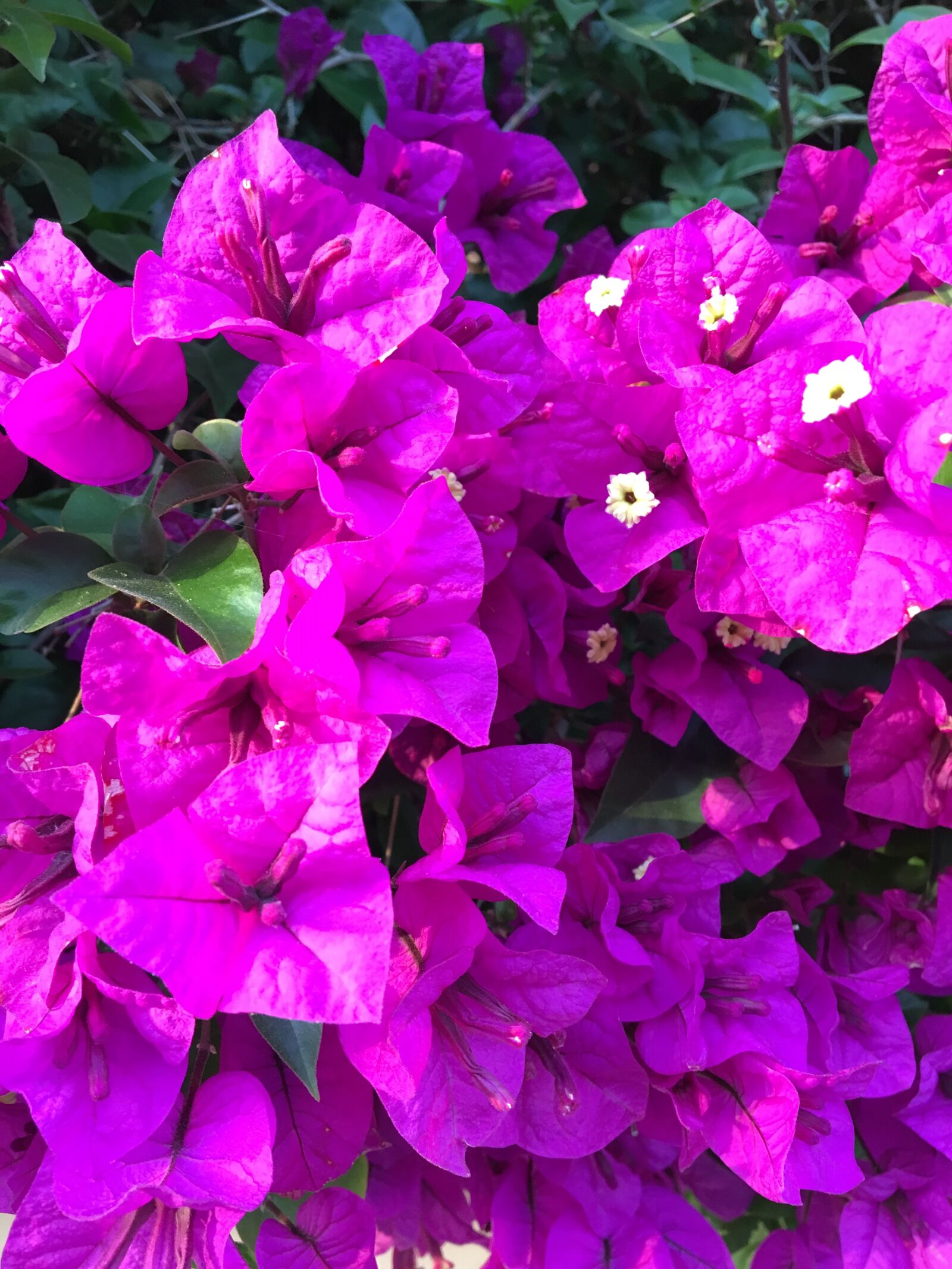 Apple iPhone 6s sample photo. Purple flowers, magenta, nature photography