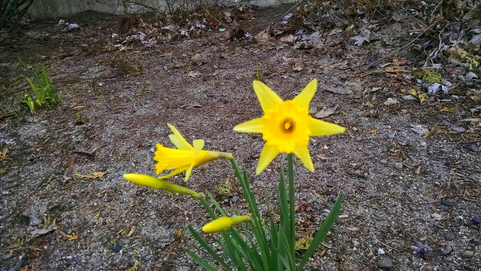 Motorola Moto X (1st Gen) sample photo. Daffodils, green, spring, yellow photography