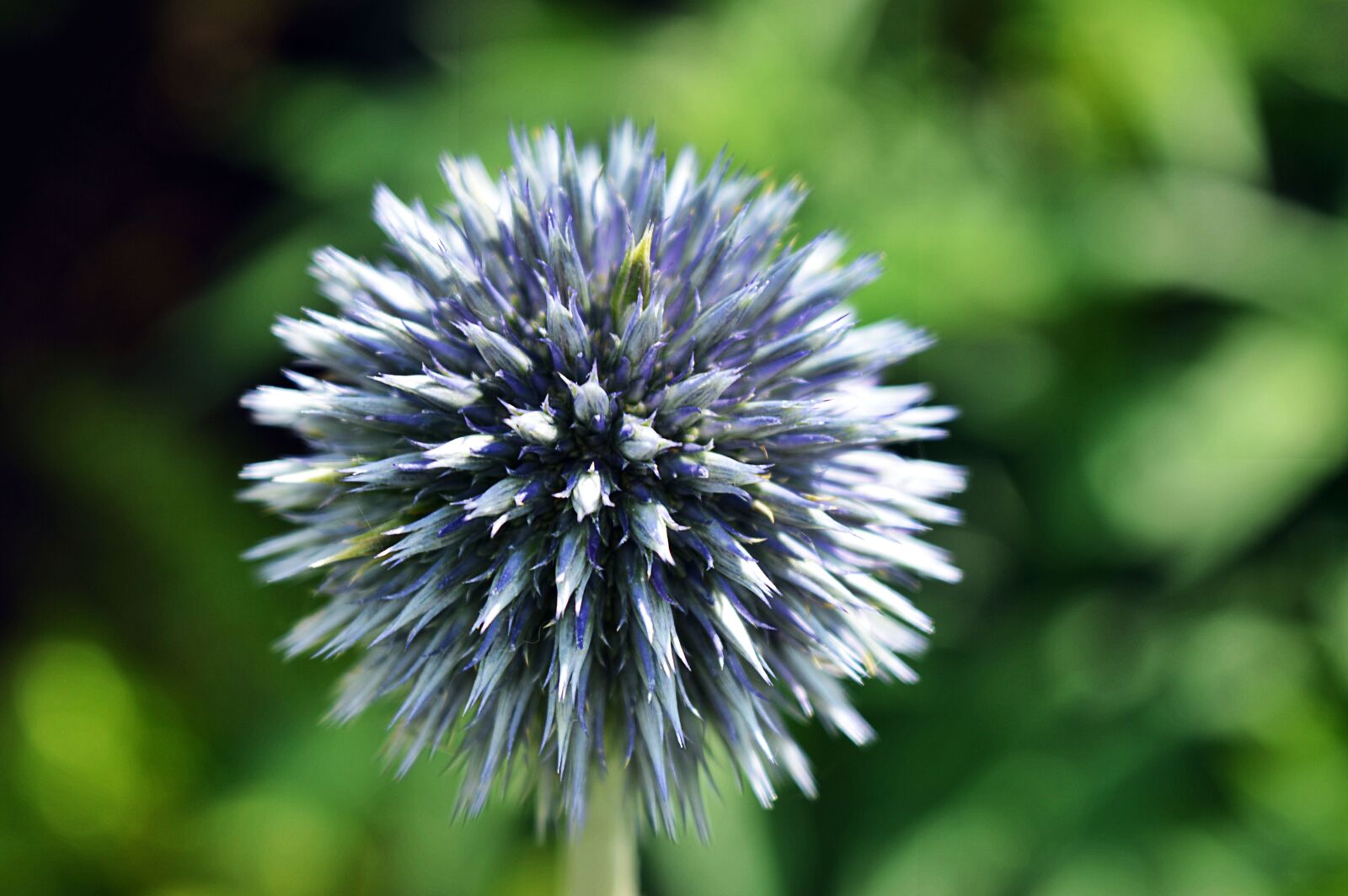 Nikon D3200 sample photo. Beautiful, blooming, blur, close photography