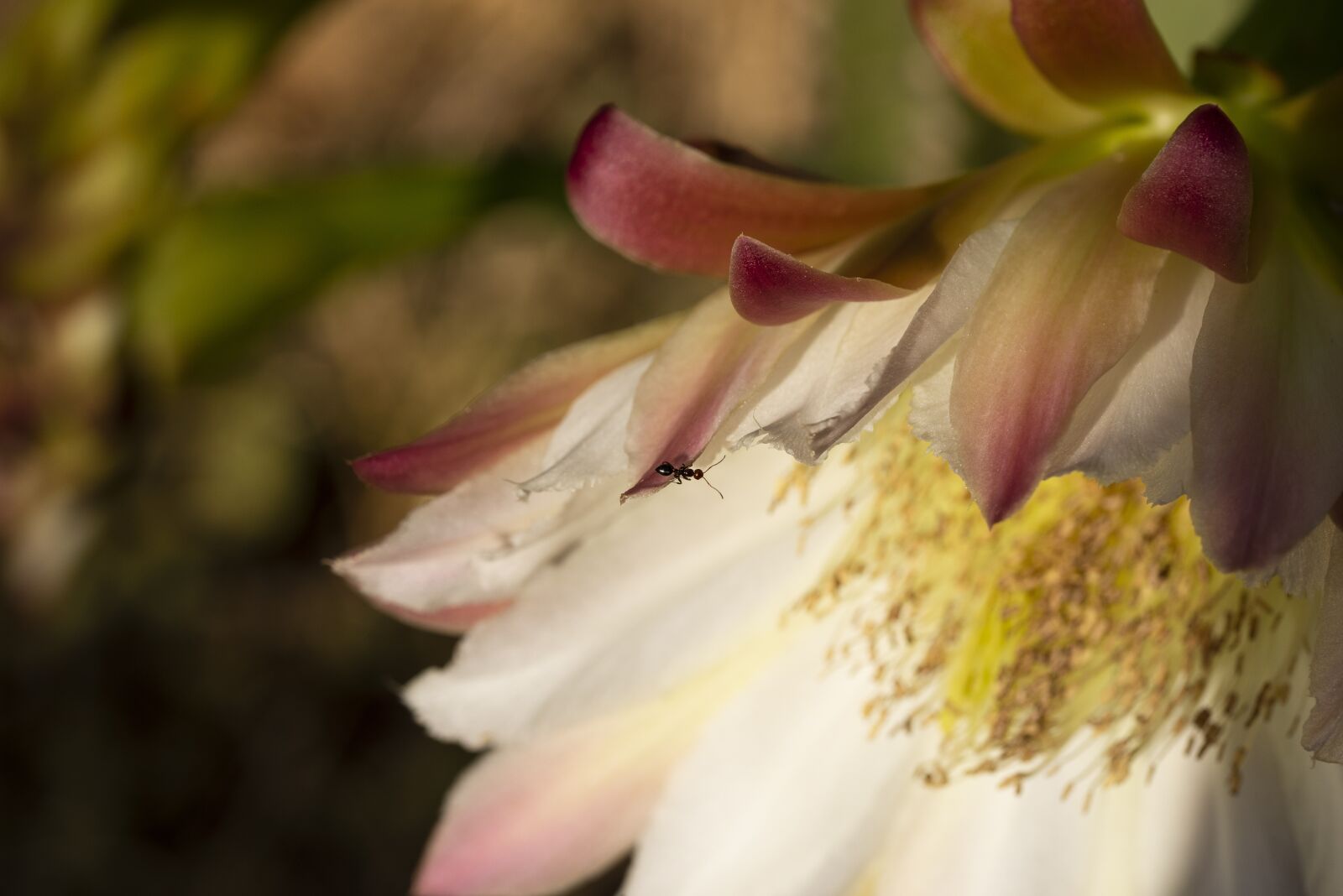 Nikon D600 sample photo. Insect, ant, flower photography