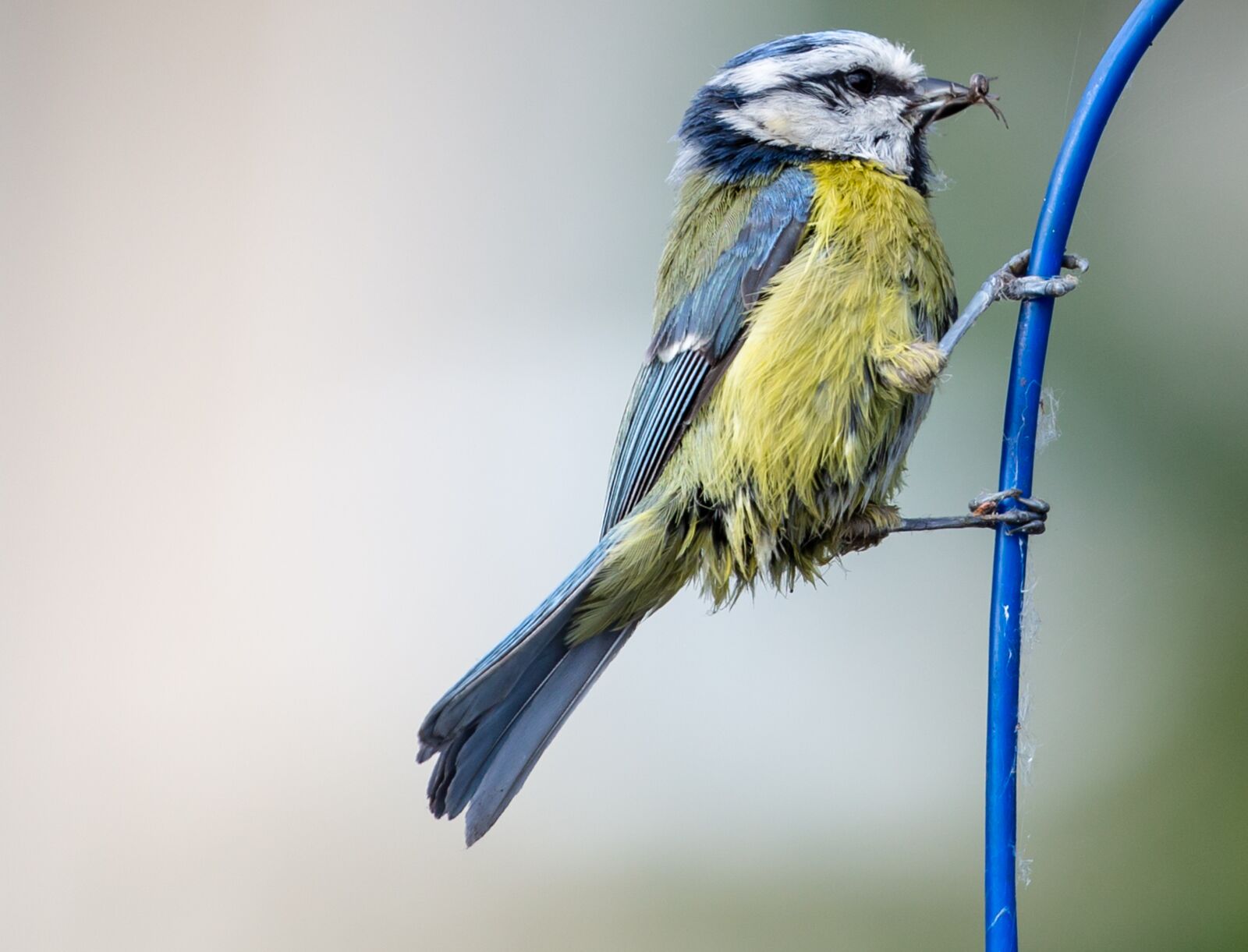 Canon EOS 5D Mark III sample photo. Blue tit, tit, small photography