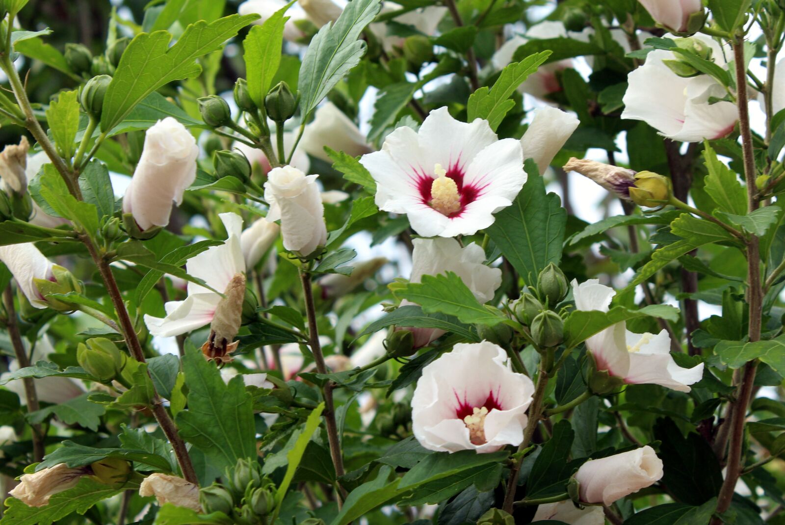 Canon EOS 1200D (EOS Rebel T5 / EOS Kiss X70 / EOS Hi) sample photo. Hibiscus, syrian ketmia, flowers photography