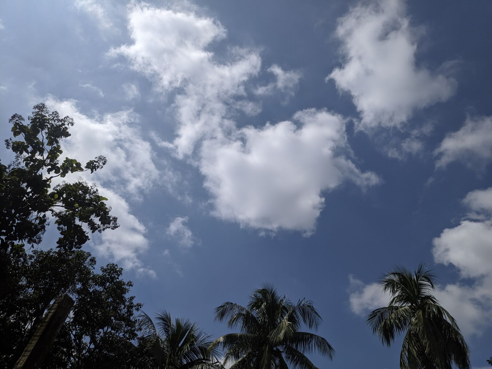 Xiaomi POCO F1 sample photo. Sky, cloud, tree photography