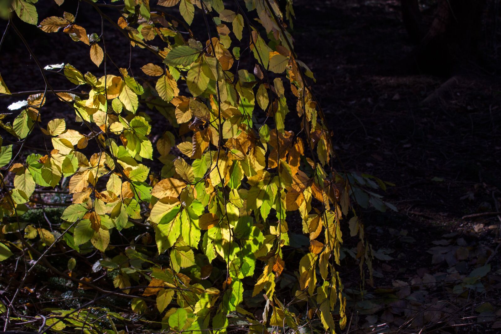Canon EOS 600D (Rebel EOS T3i / EOS Kiss X5) sample photo. Canopy, forest, autumn photography