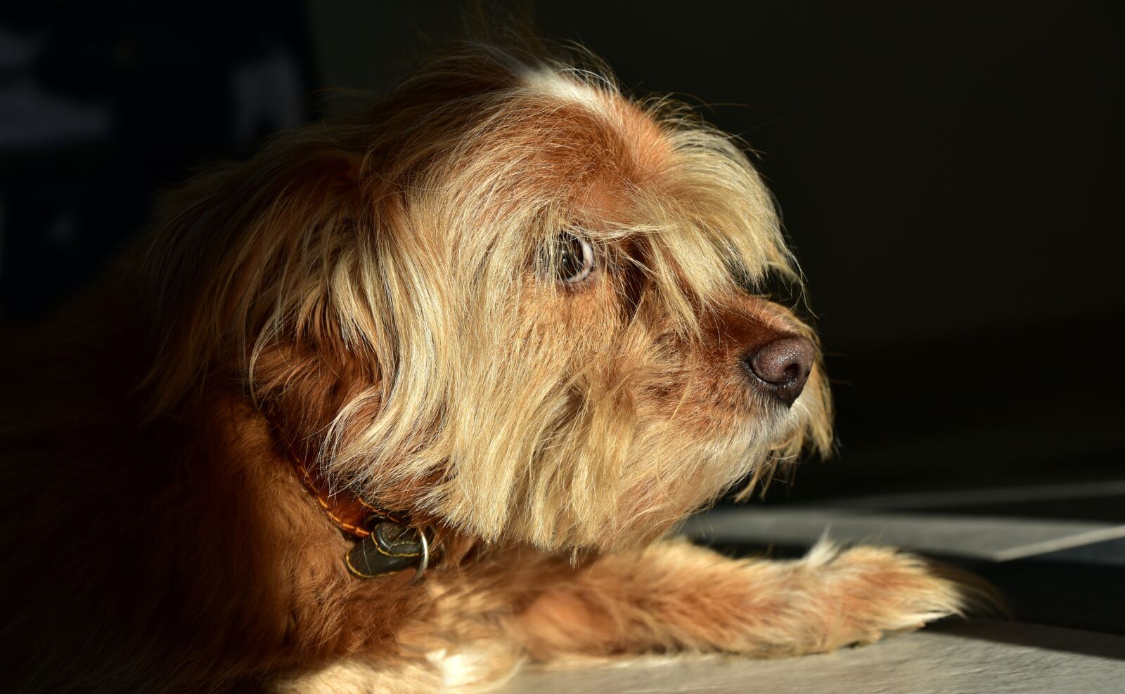 Nikon D750 sample photo. Dog, hybrid, small photography