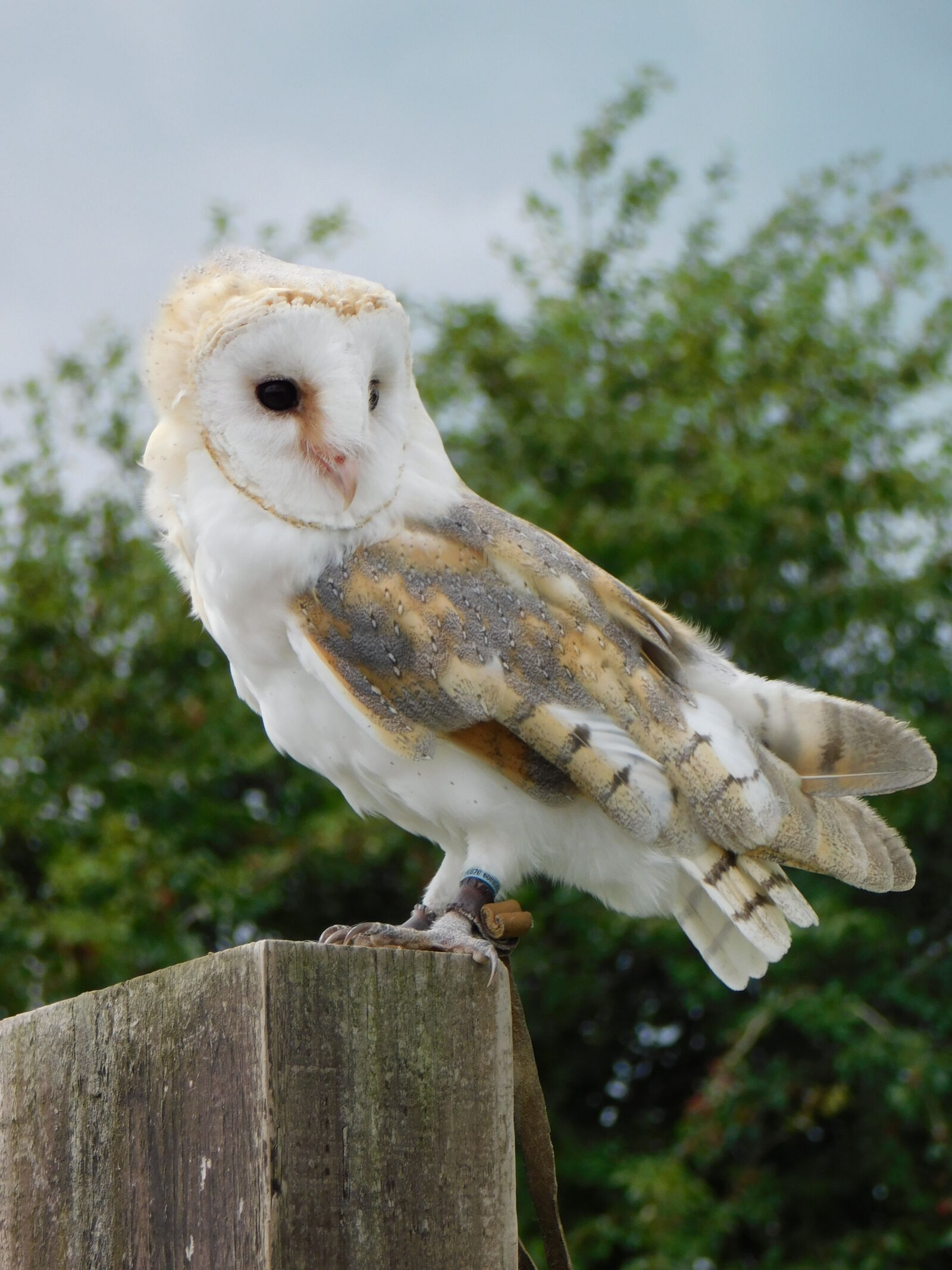 Nikon Coolpix B500 sample photo. Barn, owl photography