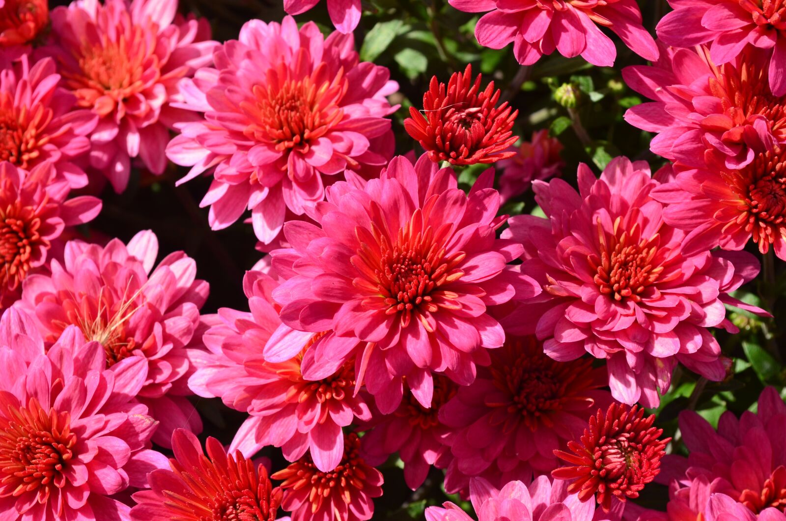 Nikon D5100 sample photo. Pink flowers, close up photography