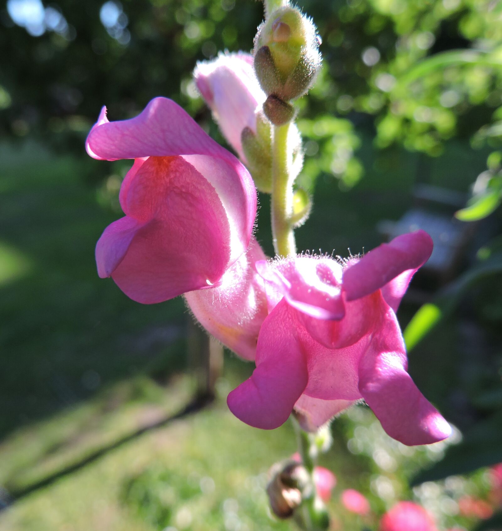 Nikon Coolpix P530 sample photo. Flower, pink, wild photography