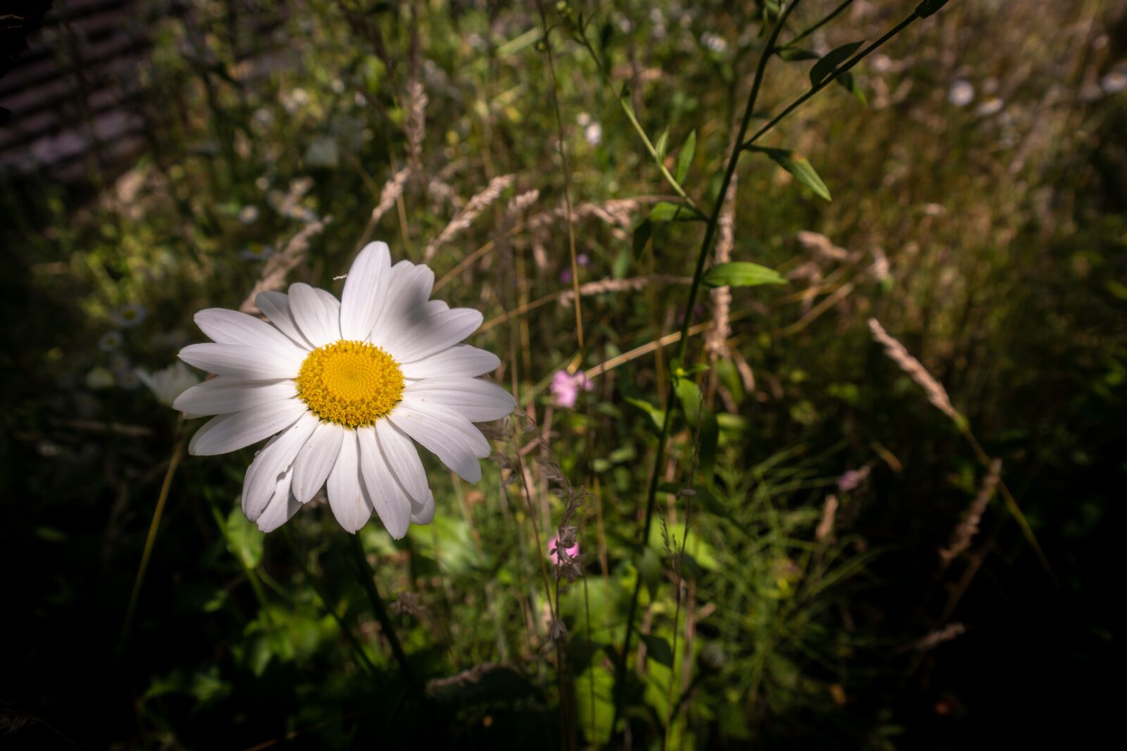 Samsung NX 18-55mm F3.5-5.6 OIS sample photo. Flower, daisy, summer photography
