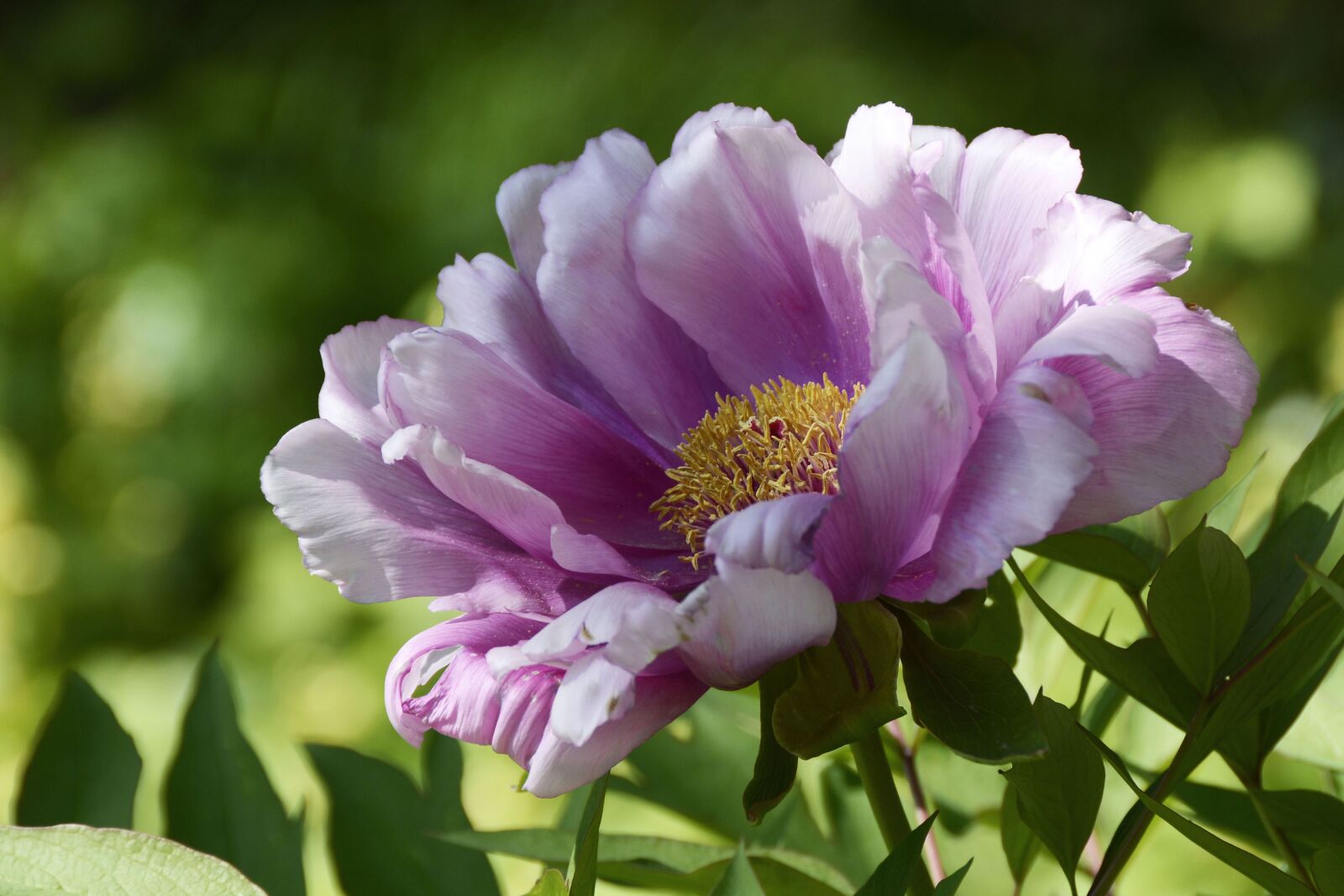 Nikon D7100 sample photo. Peony, blossom, bloom photography