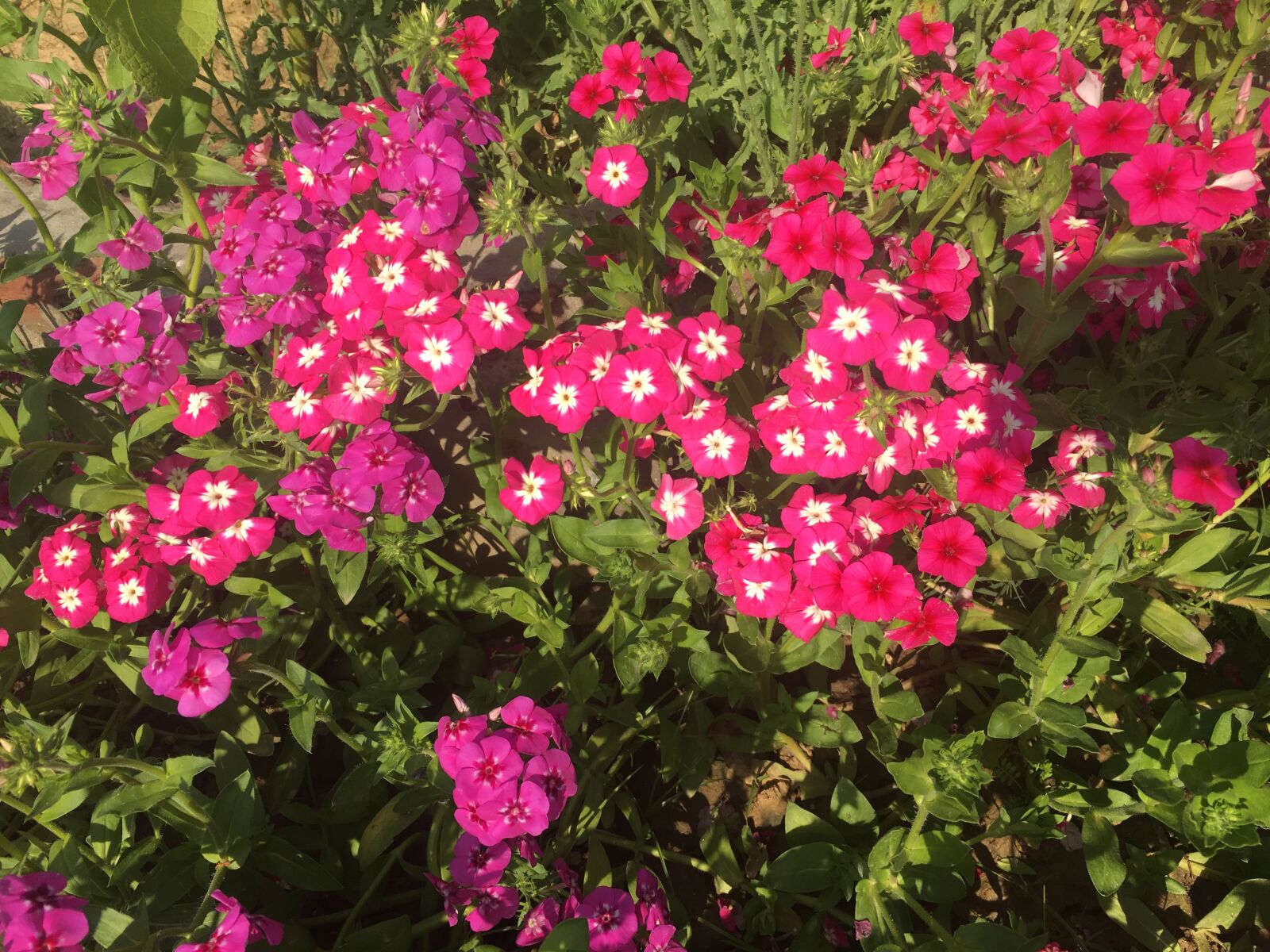 Apple iPhone 6s sample photo