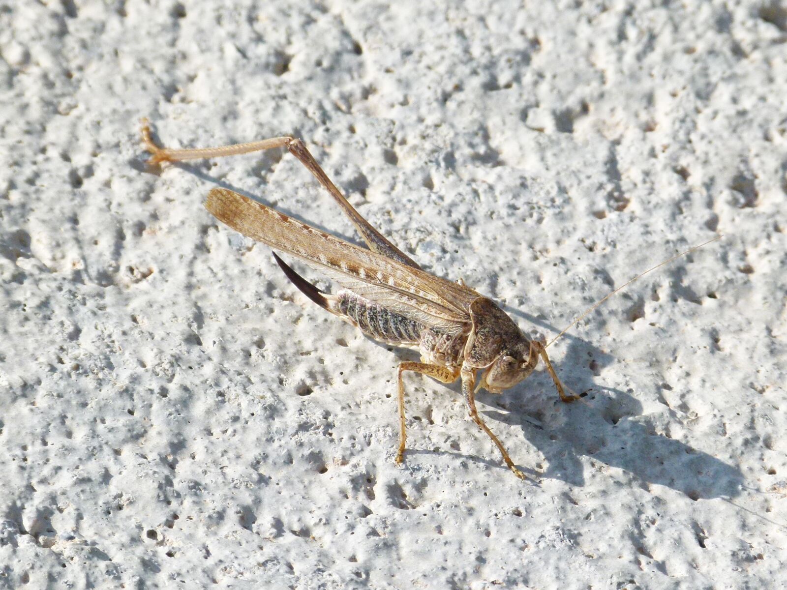 Leica V-Lux 2 sample photo. Grasshopper, lame, without a photography
