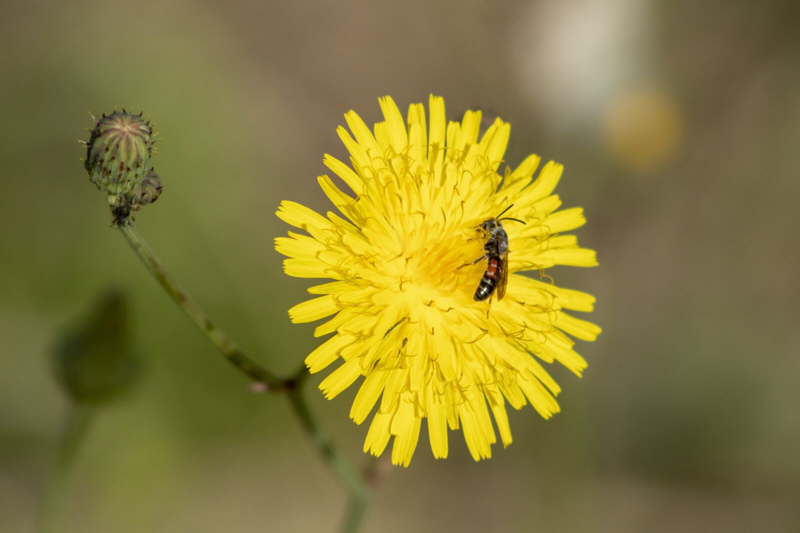 Canon EF75-300mm f/4-5.6 sample photo. Wildflower, meadow flower, flower photography