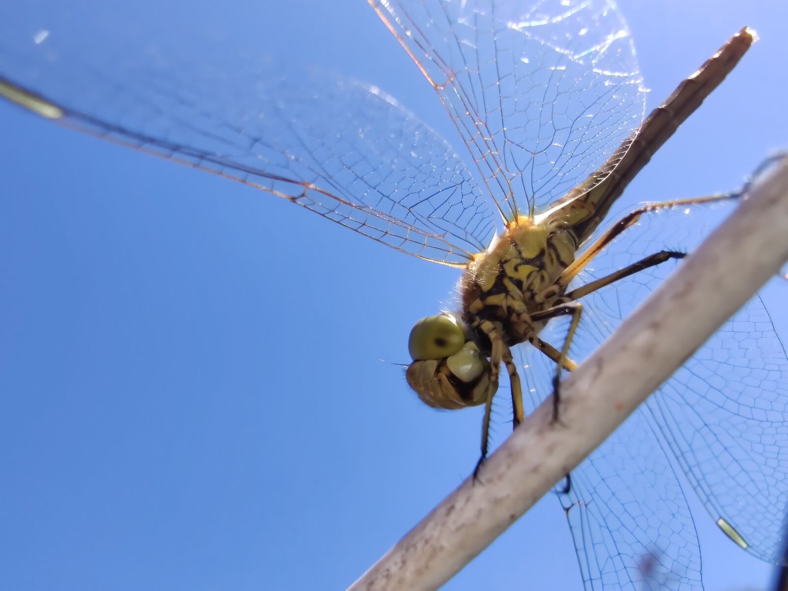 OnePlus HD1903 sample photo. Dragonfly, insect, bug photography