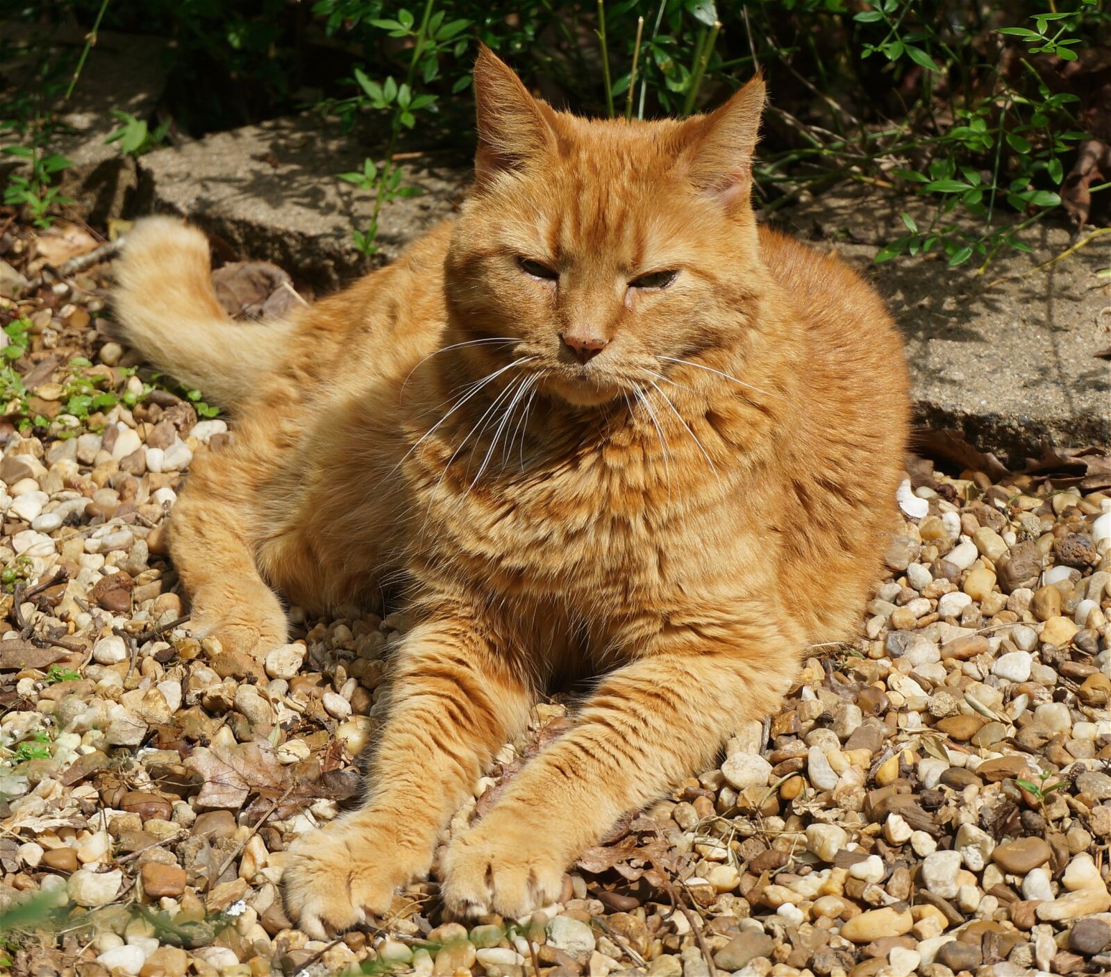 Sony Alpha NEX-5T sample photo. Basking orange cat, cat photography
