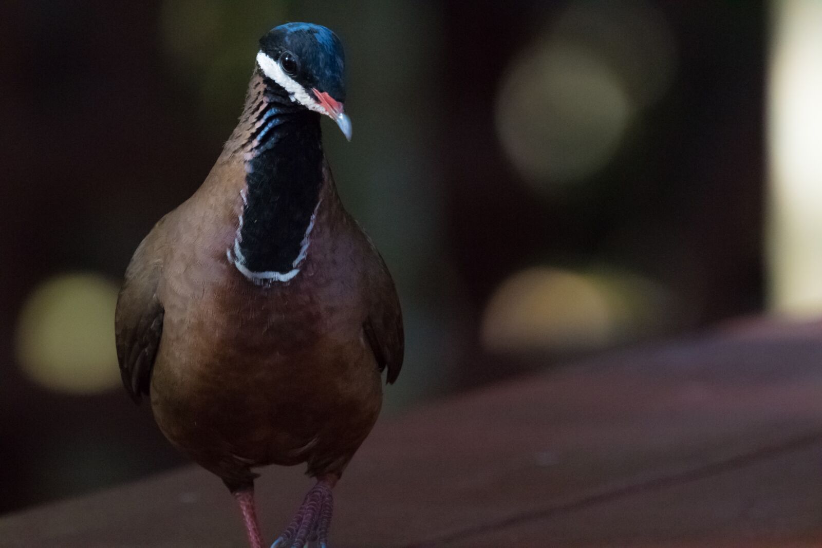 Canon EOS 7D Mark II sample photo. Cuba, pigeon, bird photography