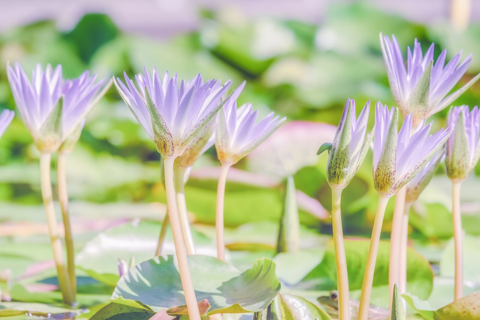 Fujifilm XF 55-200mm F3.5-4.8 R LM OIS sample photo. Water lilies, nuphar, bloom photography
