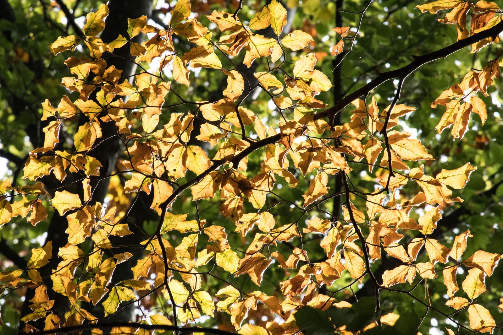 Canon EF-S 55-250mm F4-5.6 IS STM sample photo. Fall foliage, leaves, fall photography