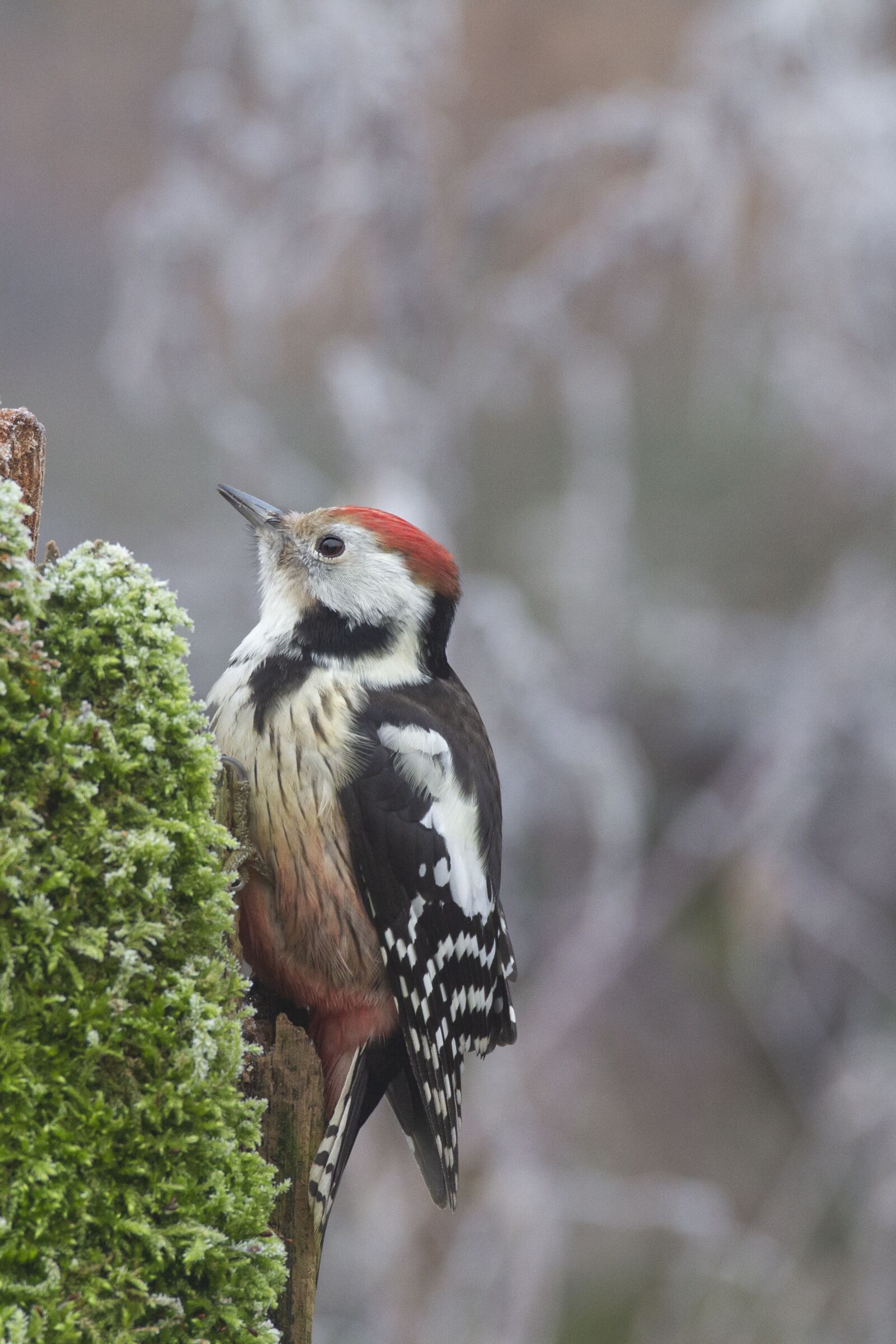 Canon EOS 7D sample photo. Bird, medium woodpecker, spokes photography