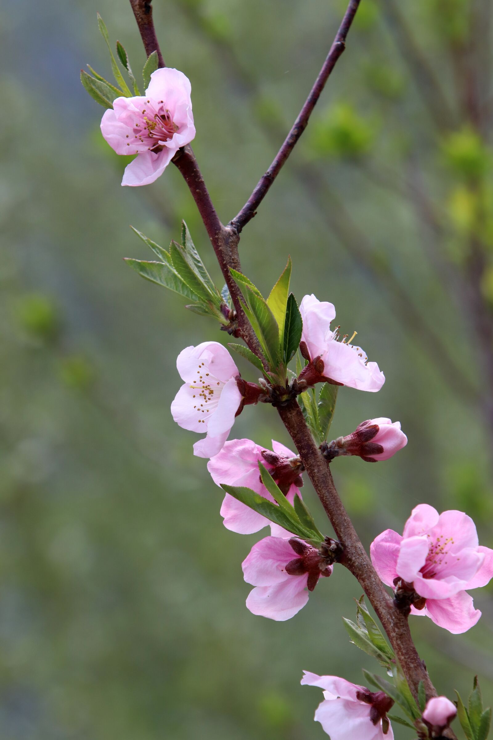 Canon EF 70-200mm F2.8L USM sample photo. Spring, peach blossom, copy photography