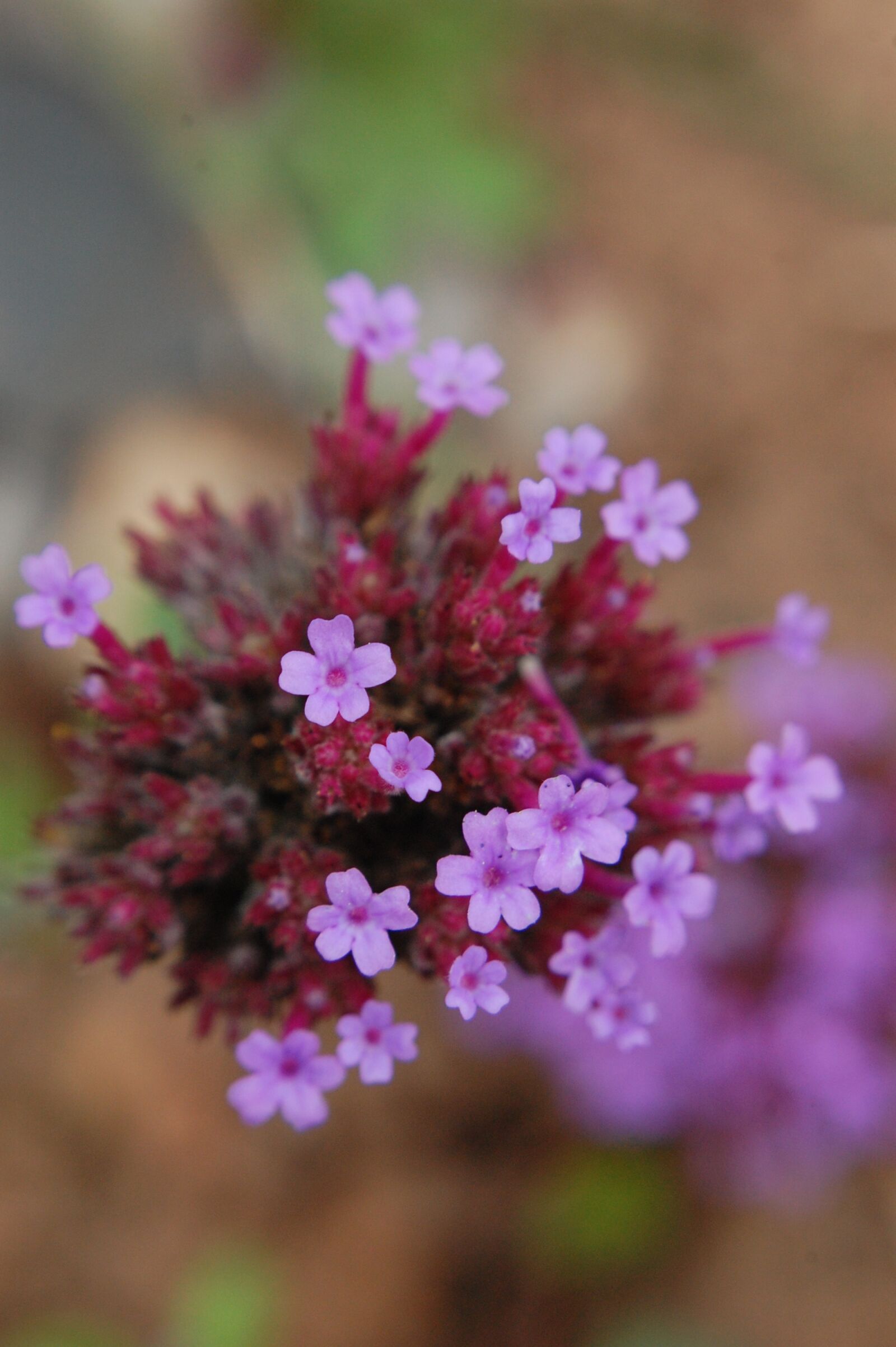Nikon D40 sample photo. Flowers, nature, pink photography