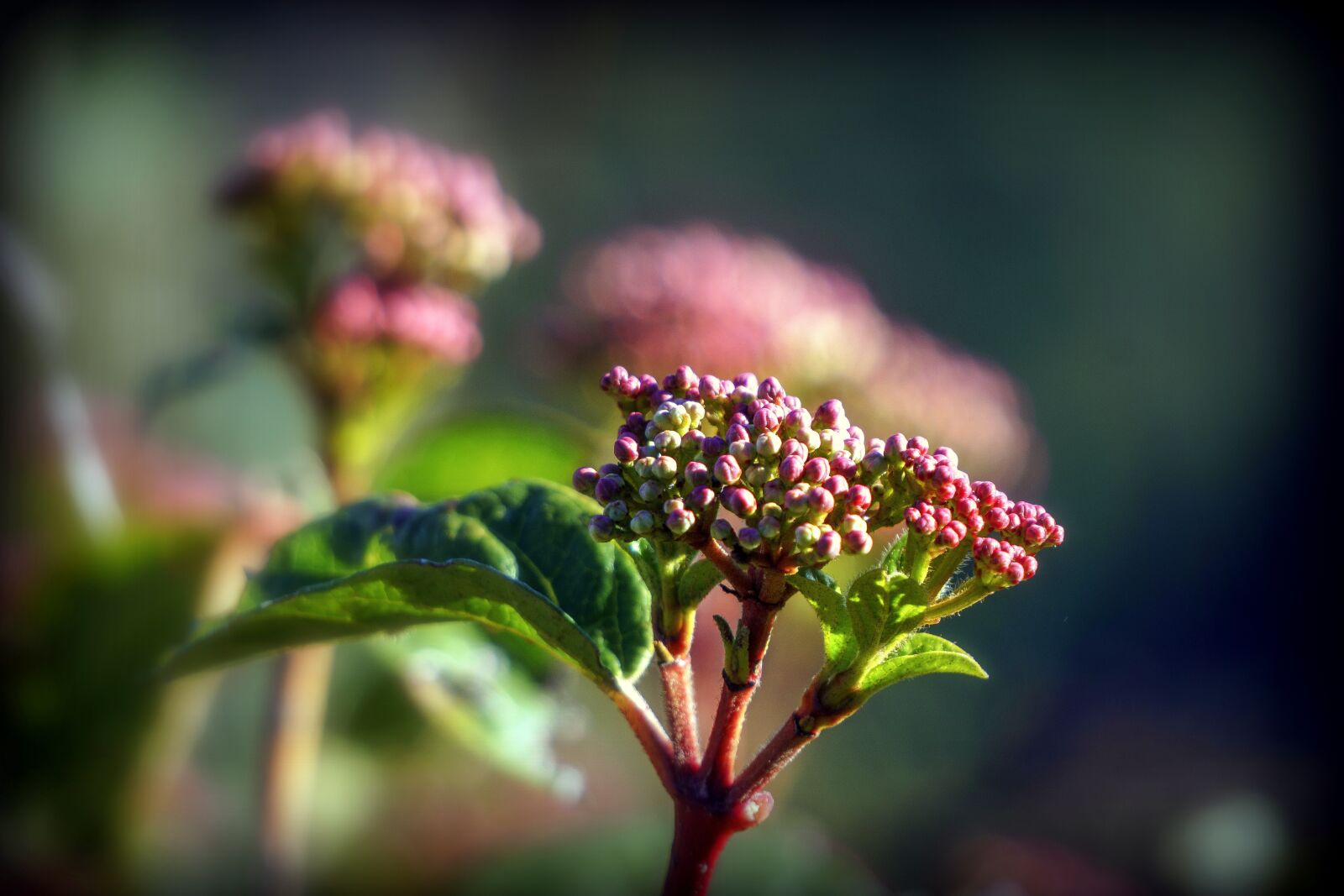 Sony a6000 sample photo. Berries, spring, nature photography