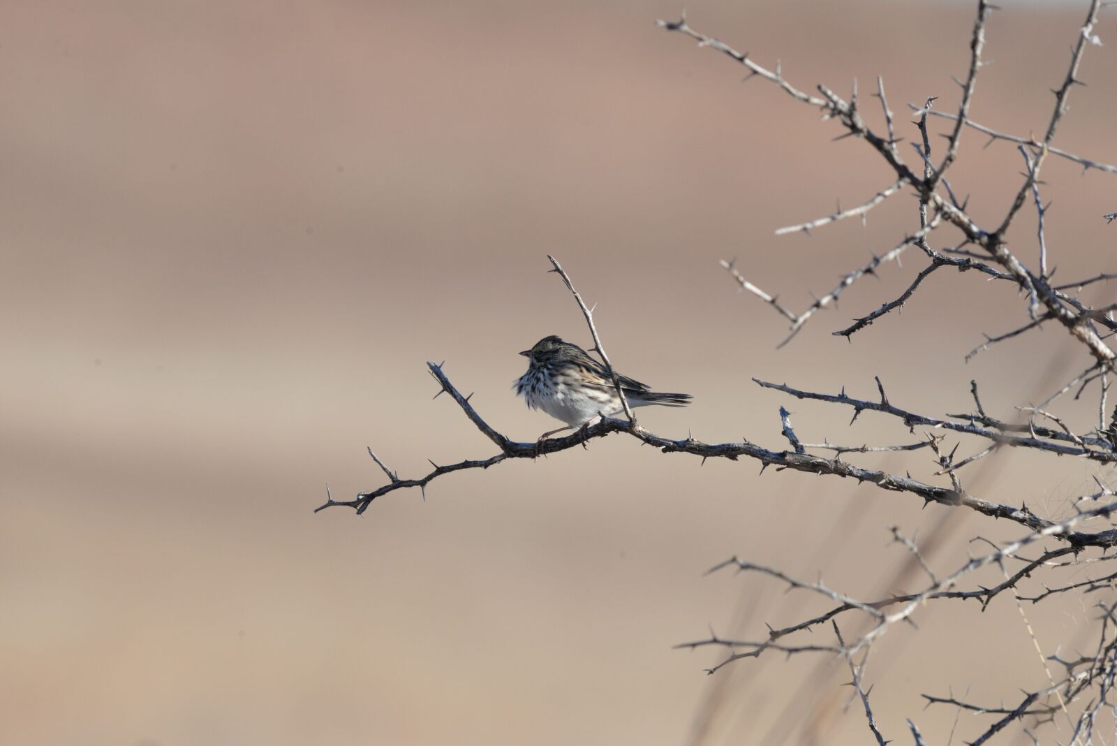 Nikon D610 sample photo. Bird, nature, animal photography