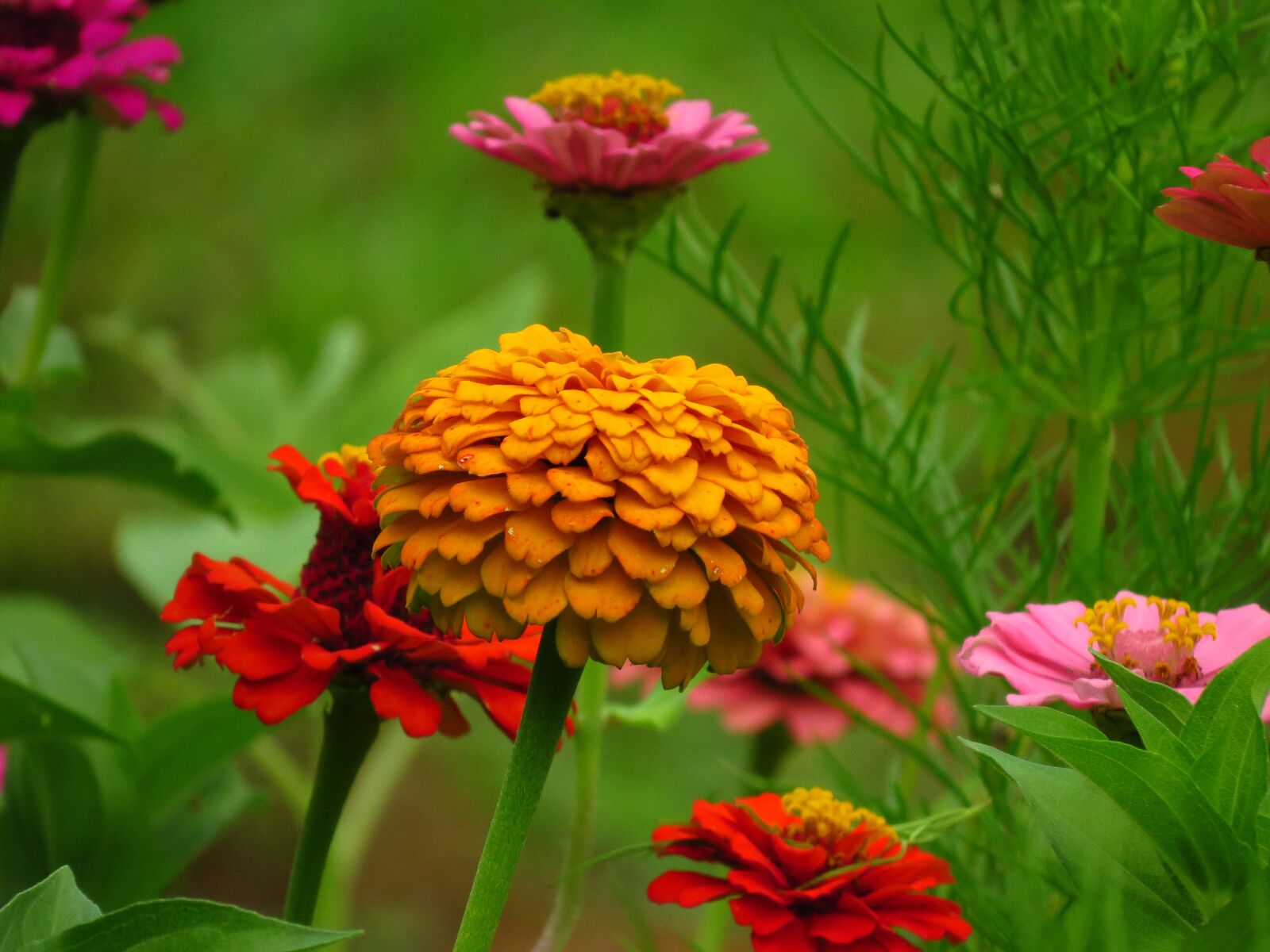 Canon PowerShot SX50 HS sample photo. Zinnia, flower, yellow photography