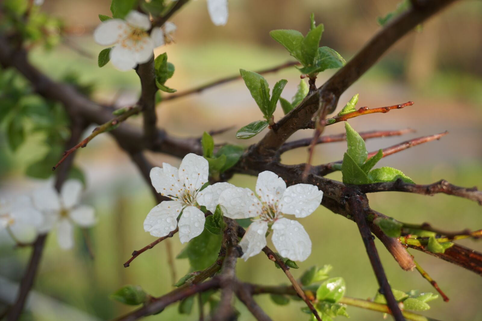 Sony a6300 sample photo. Spring, tree, flower photography