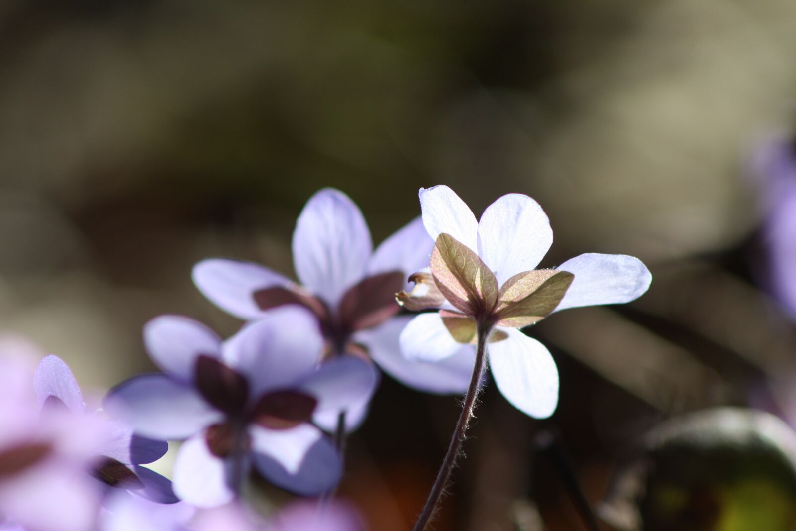 Canon EOS 450D (EOS Rebel XSi / EOS Kiss X2) sample photo. Hepatica, plant, flower photography