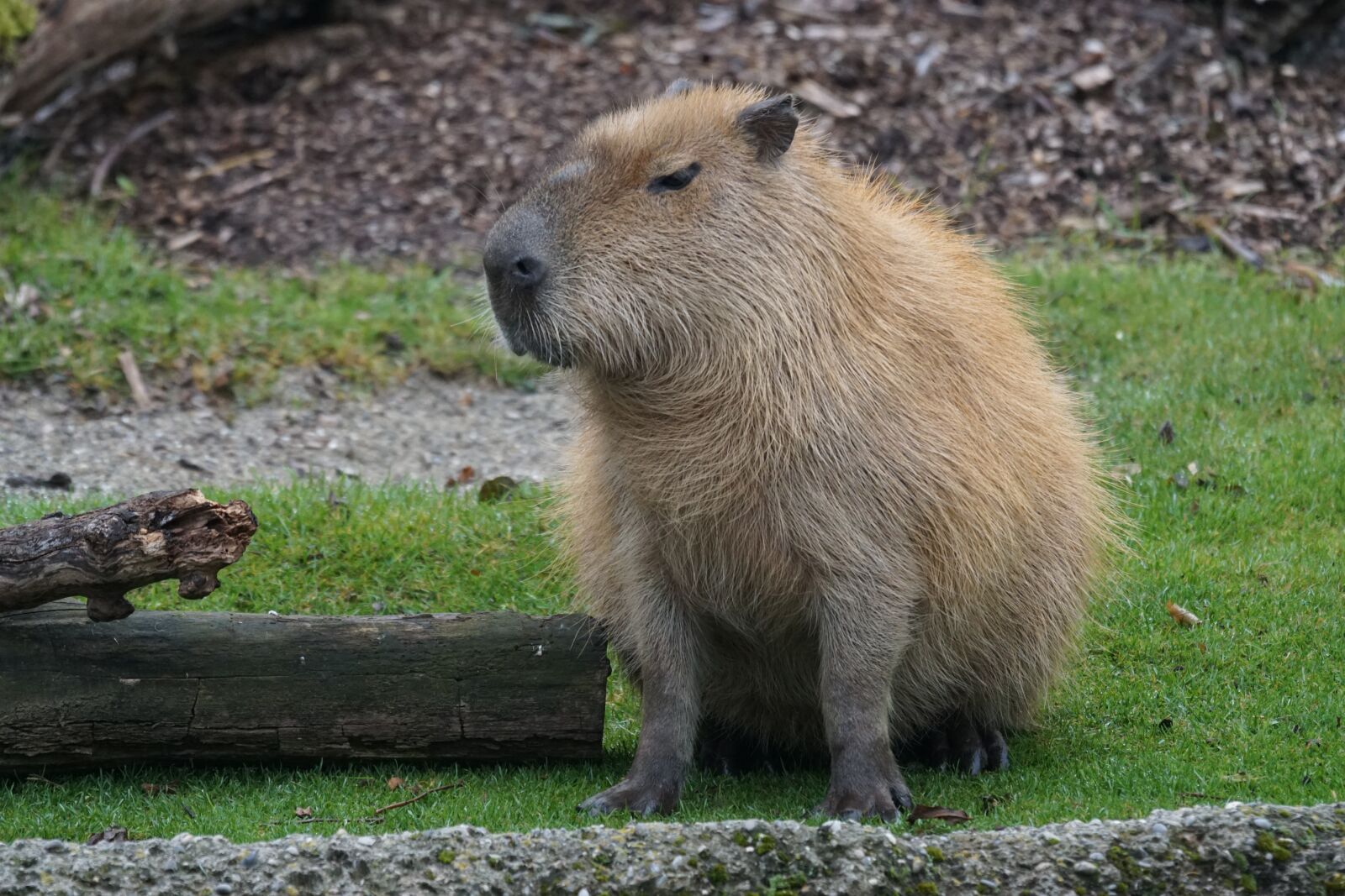 Sony 70-400mm F4-5.6 G SSM sample photo. Capybara, rodent, herbivores photography