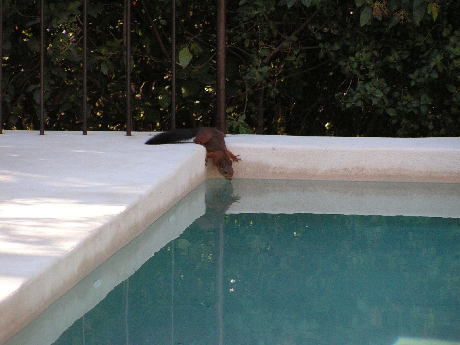 KONICA MINOLTA DiMAGE Z2 sample photo. Squirrel, swimming, pool photography