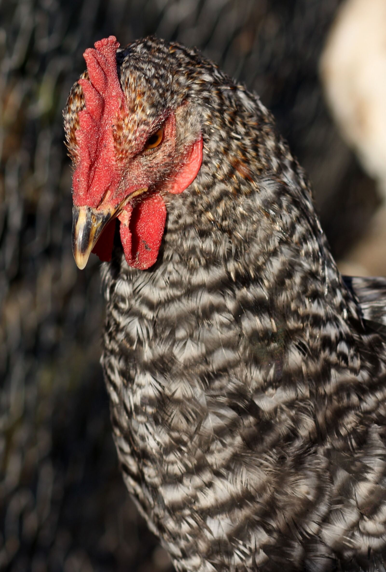 Canon EOS 700D (EOS Rebel T5i / EOS Kiss X7i) + Canon EF 85mm F1.8 USM sample photo. Gaina, portrait, birds photography
