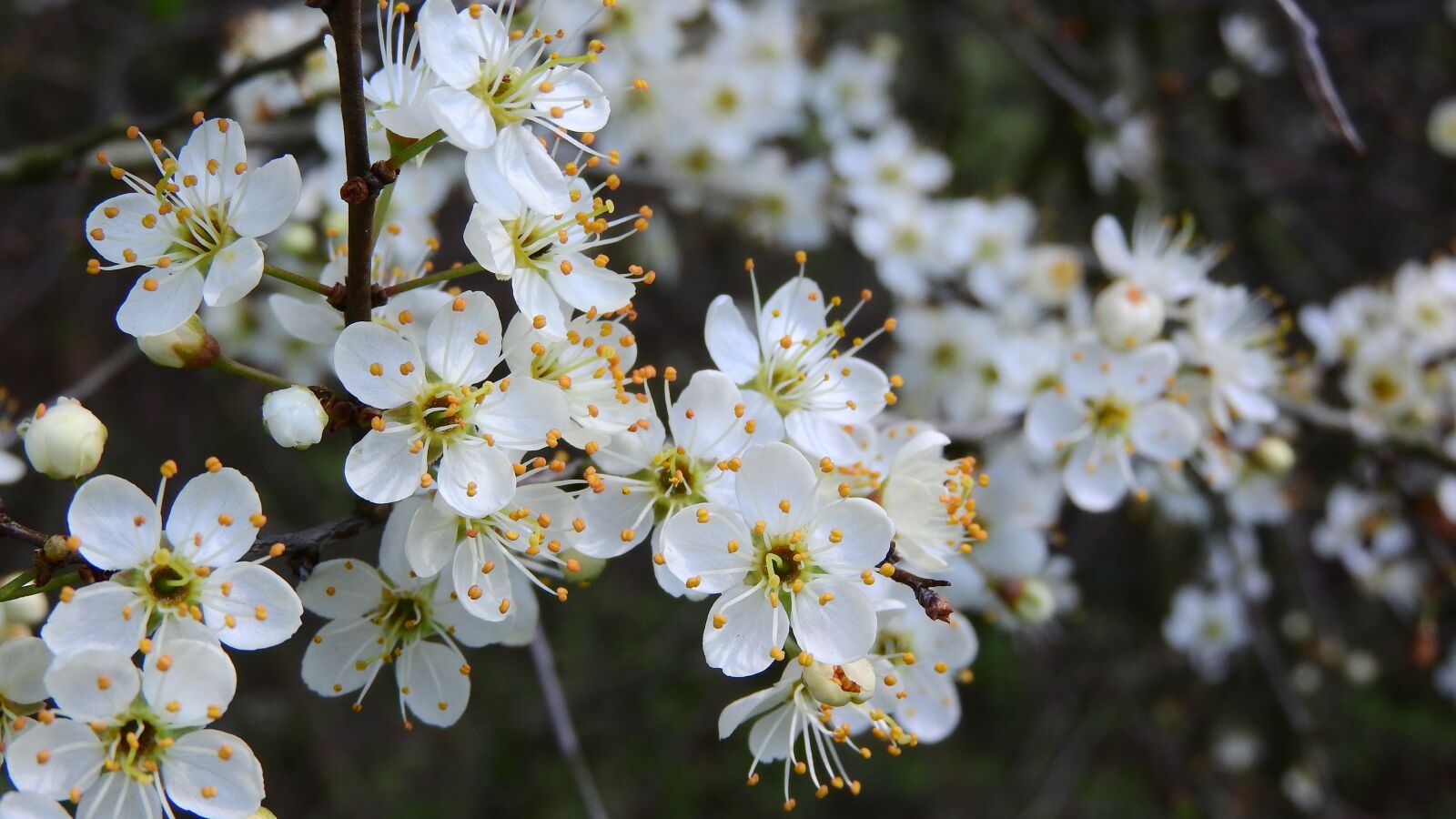 Nikon Coolpix P610 sample photo. Prunus spinosa, blackthorn, spring photography