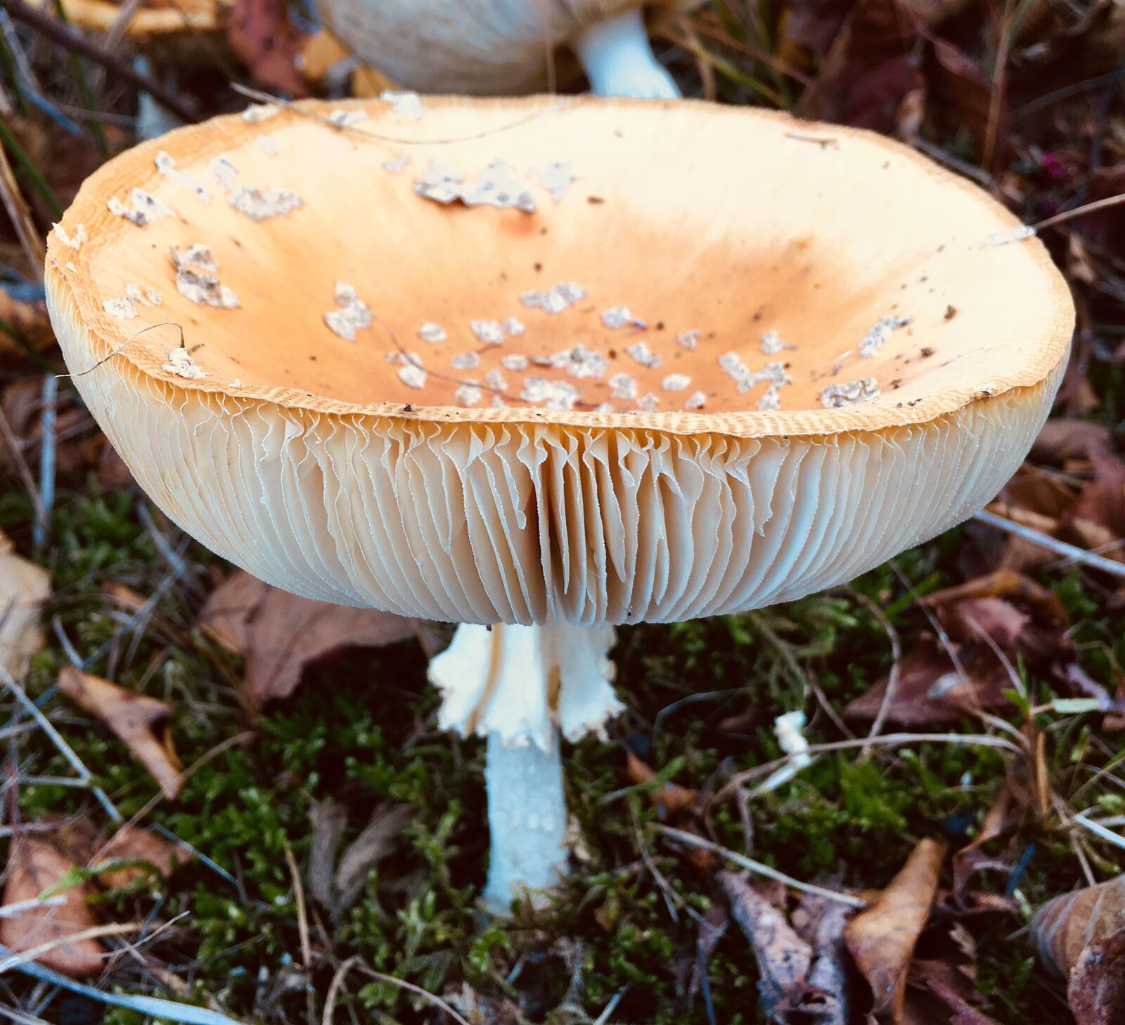 Apple iPhone 6s sample photo. Mushroom, autumn, forest photography