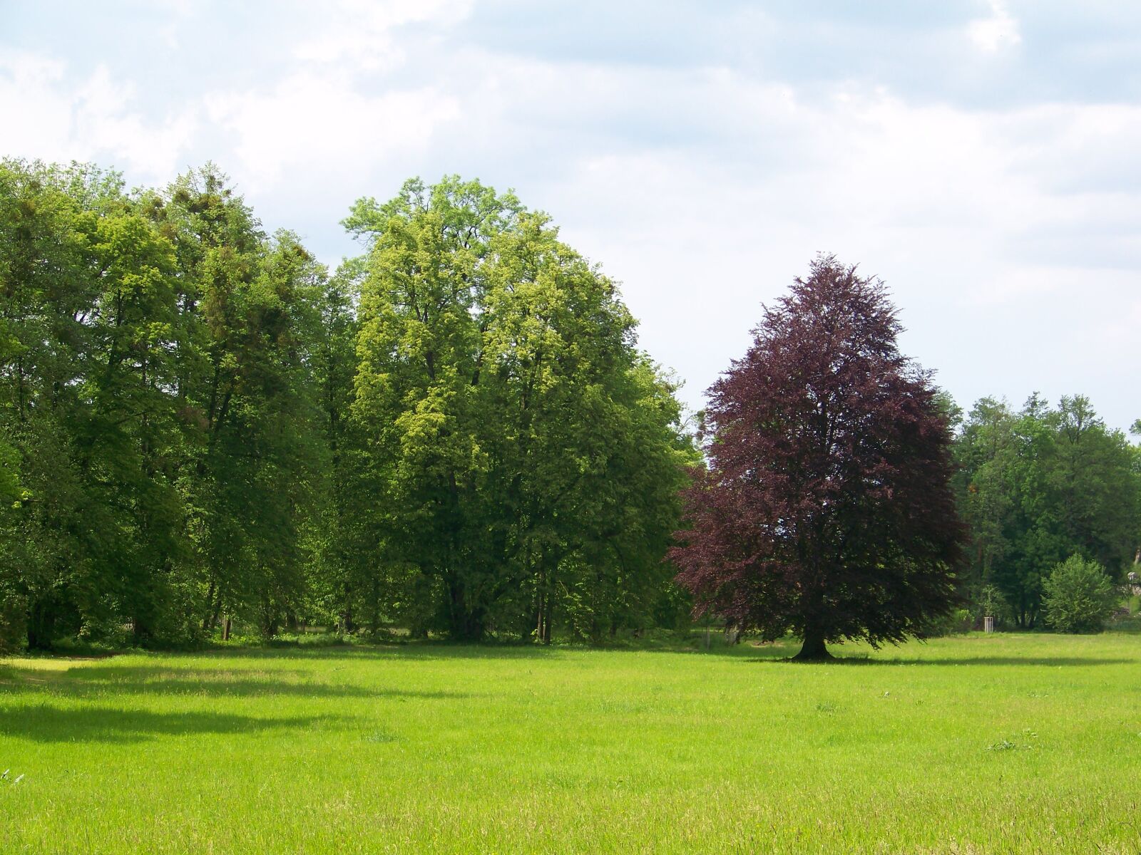 Kodak EASYSHARE Z1012 IS DIGITAL CAMERA sample photo. Tree, meadow, green photography
