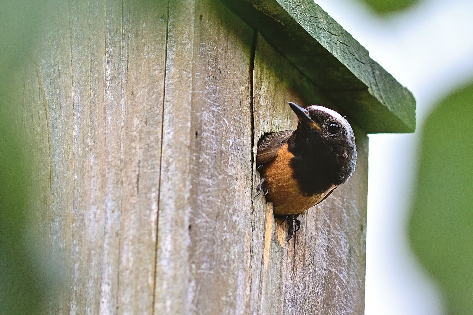 Nikon D5200 sample photo. Bird, common redstart, males photography