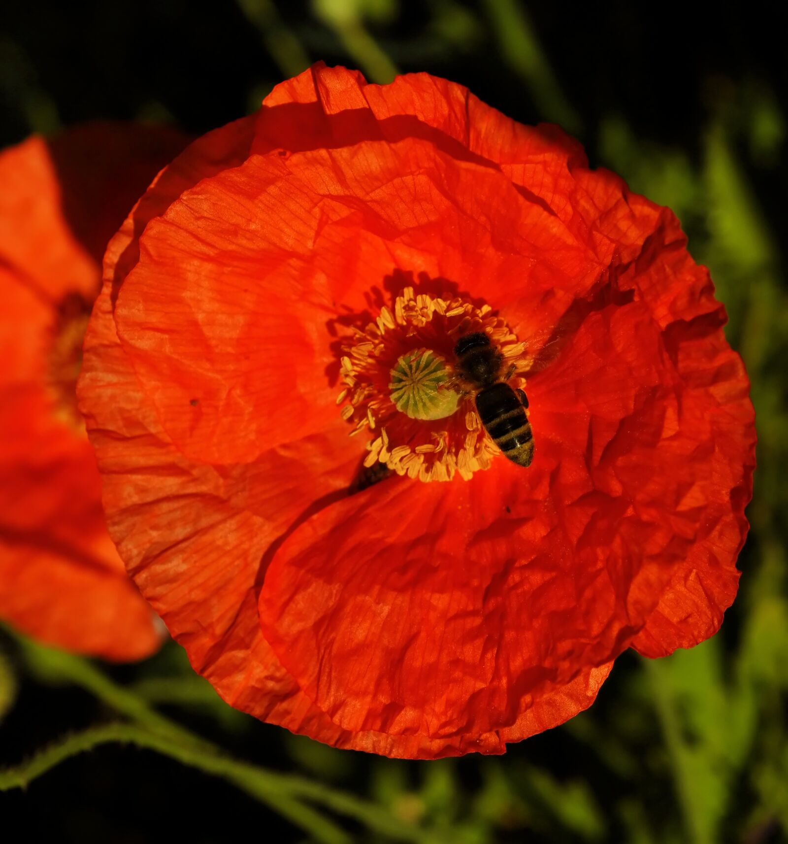 Sony Alpha DSLR-A900 sample photo. Garden, poppy, summer photography