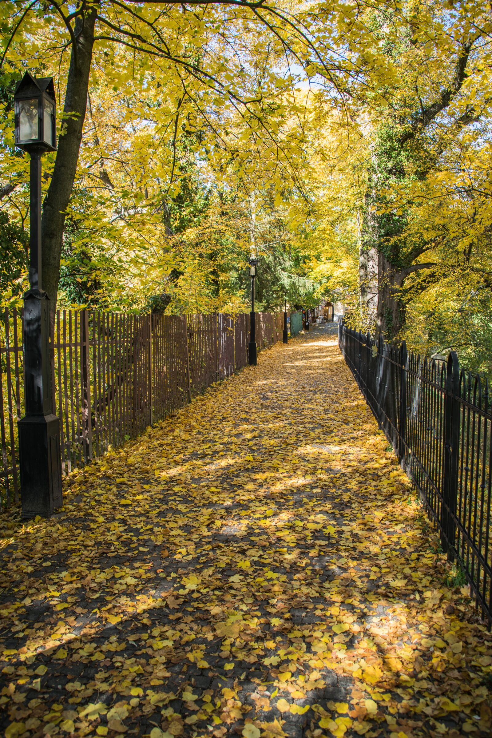 Nikon D5300 sample photo. Path, autumn, leaves photography