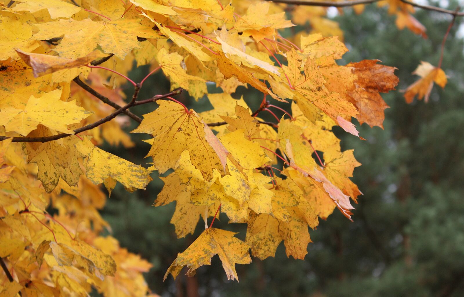 Canon EOS 1200D (EOS Rebel T5 / EOS Kiss X70 / EOS Hi) sample photo. Autumn, seasons of the photography