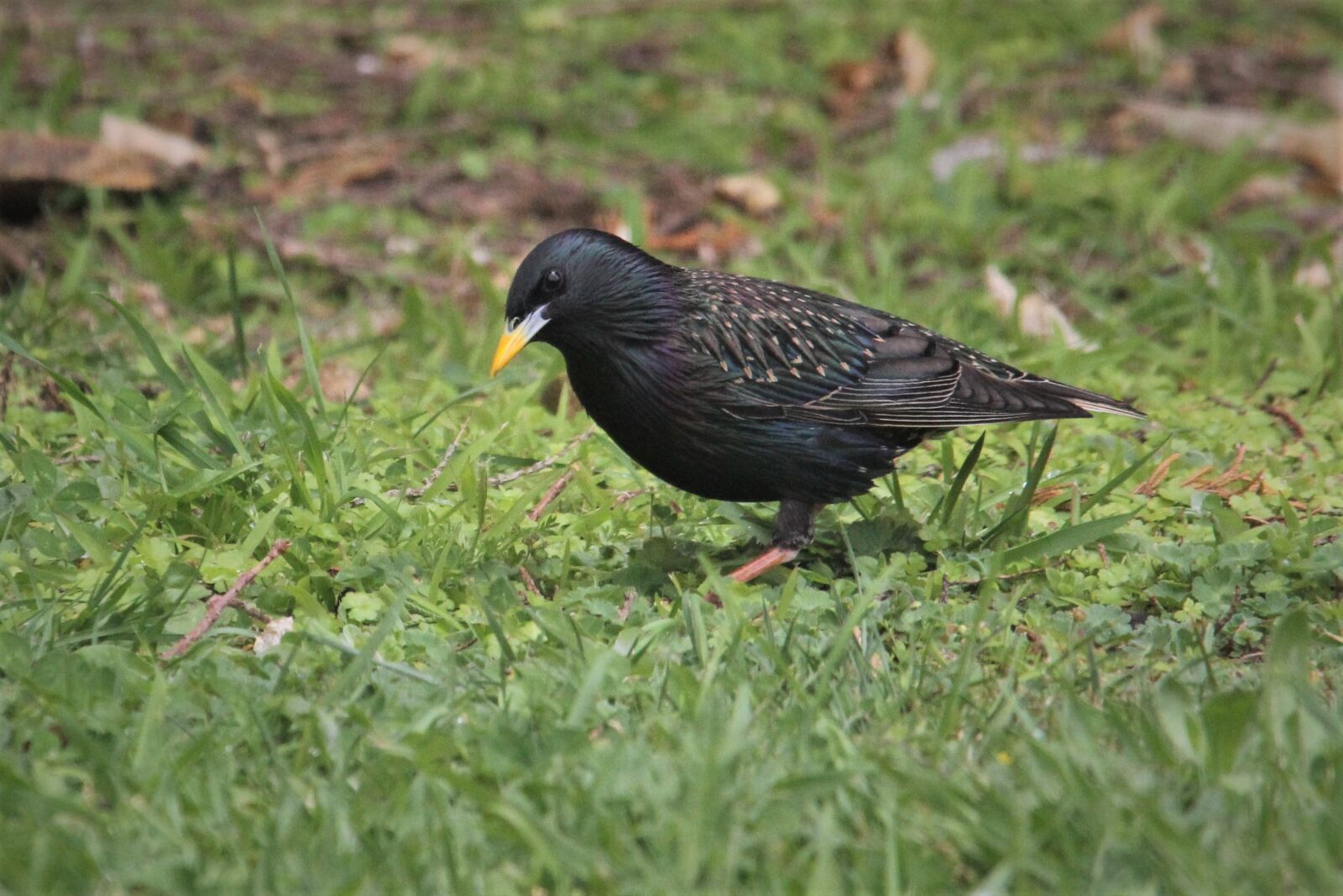 Canon EOS 60D sample photo. Eurasian, blackbird, black photography
