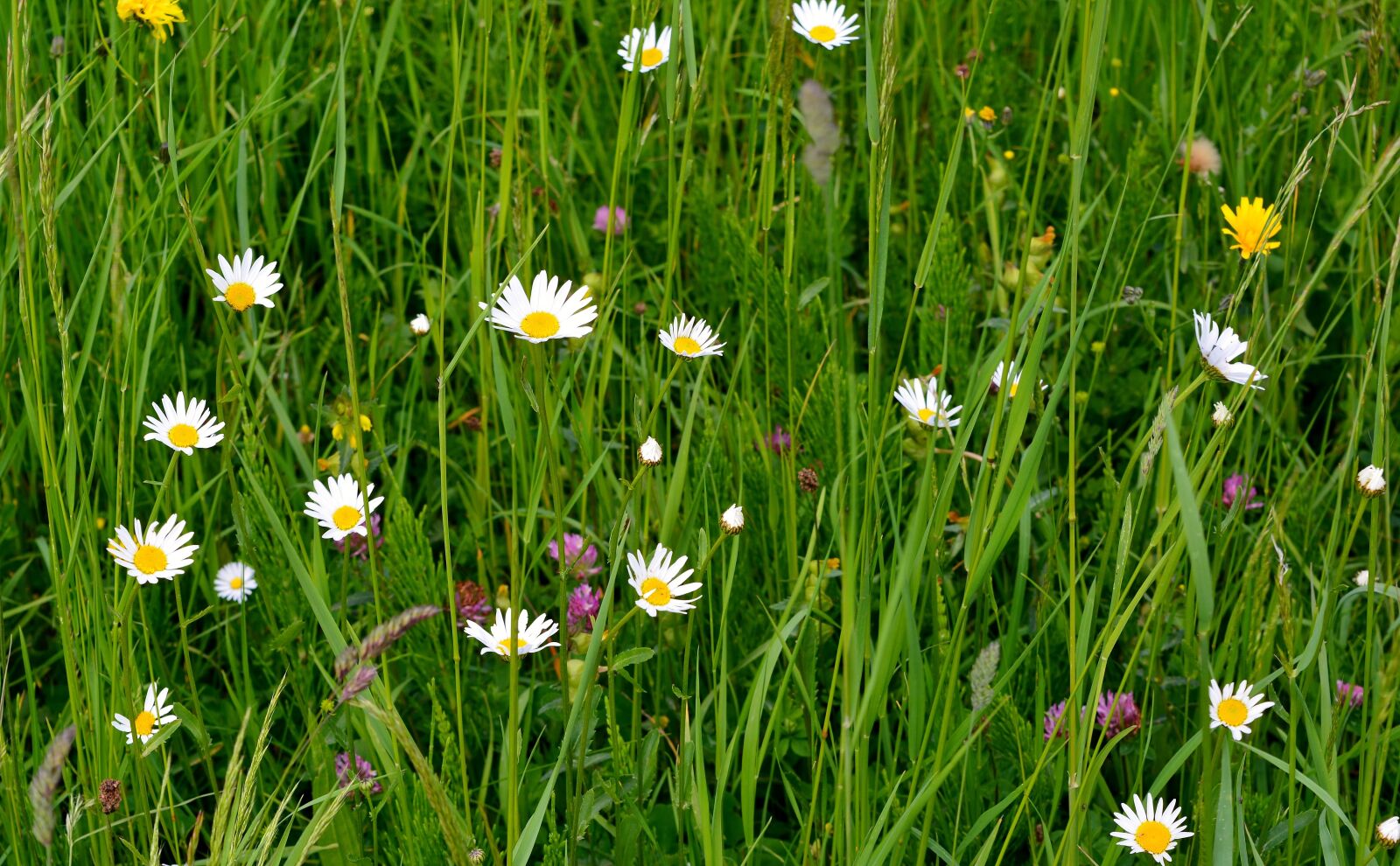 Nikon D5200 sample photo. Spring, meadow, flowers photography