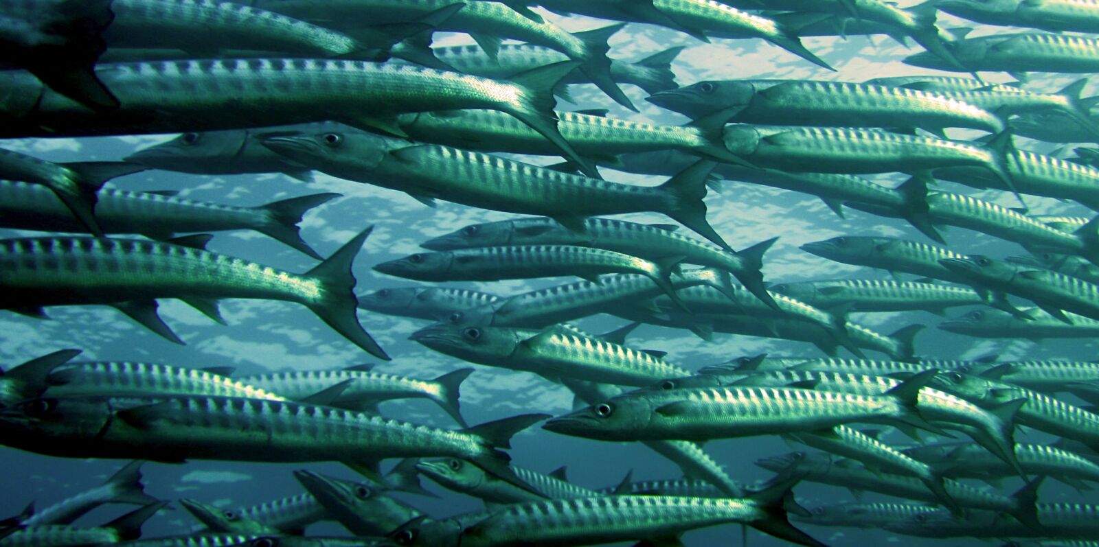 Canon PowerShot SD1200 IS (Digital IXUS 95 IS / IXY Digital 110 IS) sample photo. Sea, ocean, fish, barracuda photography