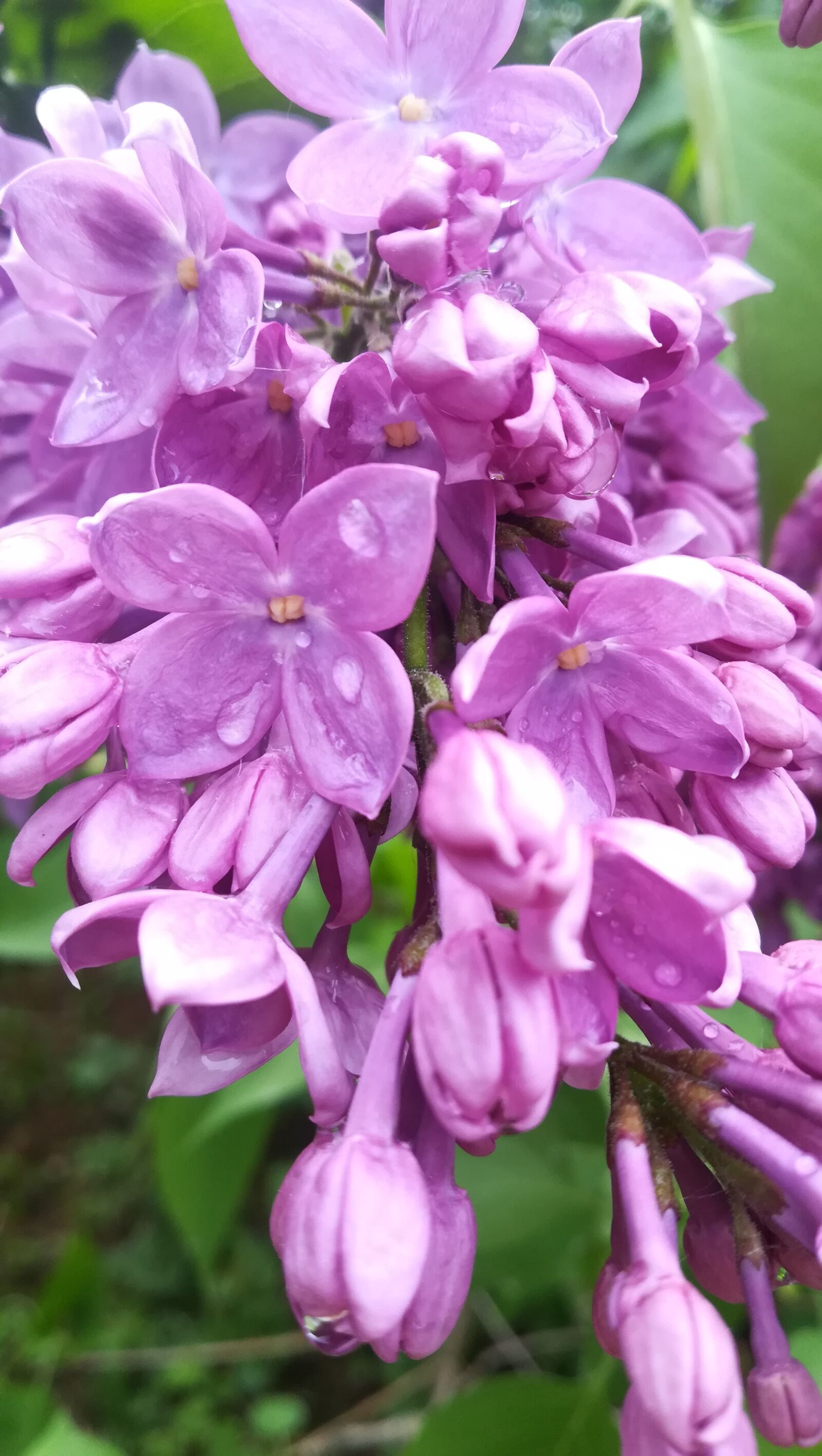 HUAWEI PRA-LX1 sample photo. Lilac, bud, flower photography